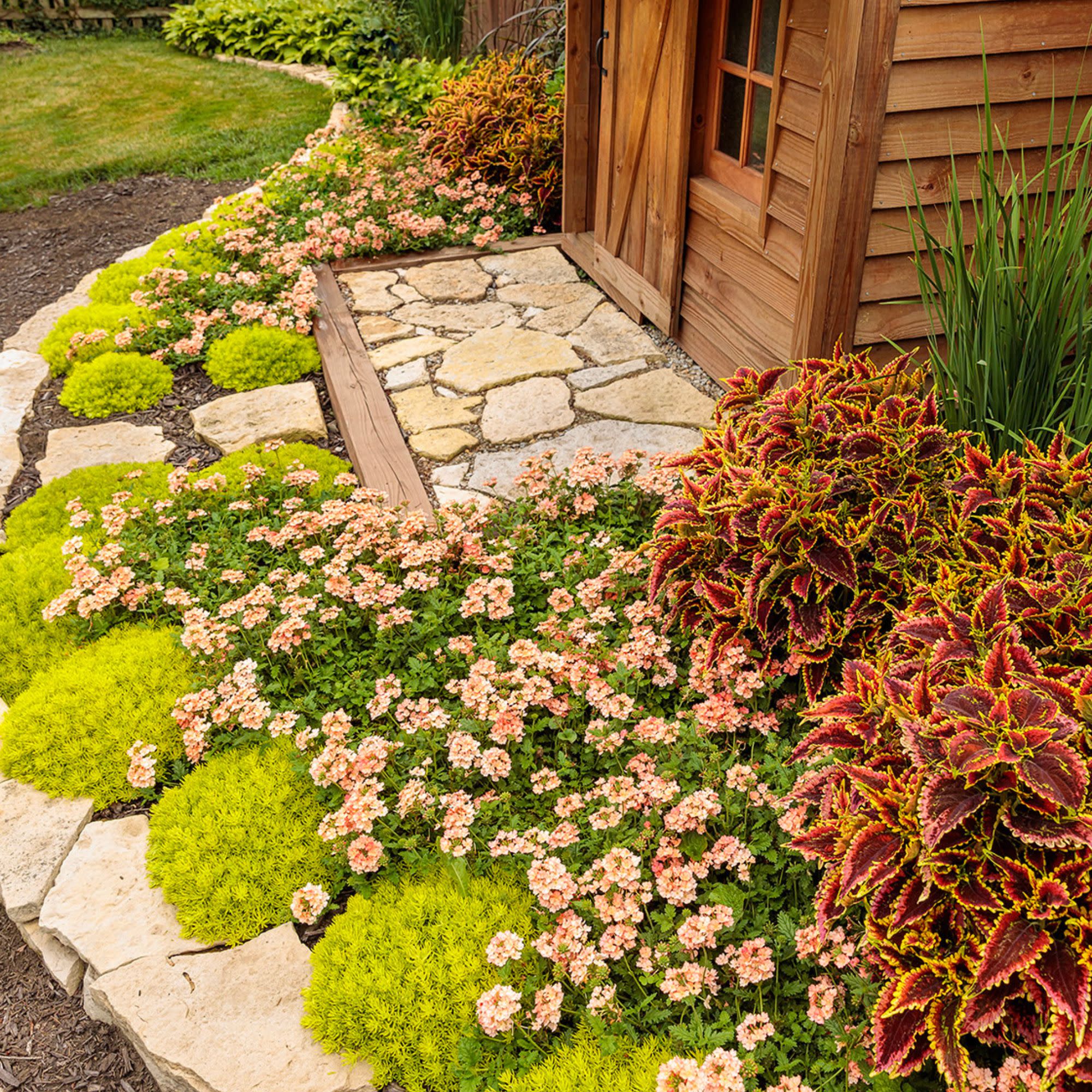 Limited Edition Royale™ | ColorBlaze® El Brighto Coleus (scutellarioides) - Image 6