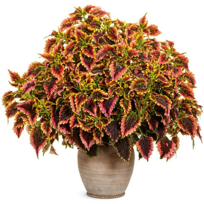 Limited Edition Royale™ | ColorBlaze® El Brighto Coleus (scutellarioides) - Image 8