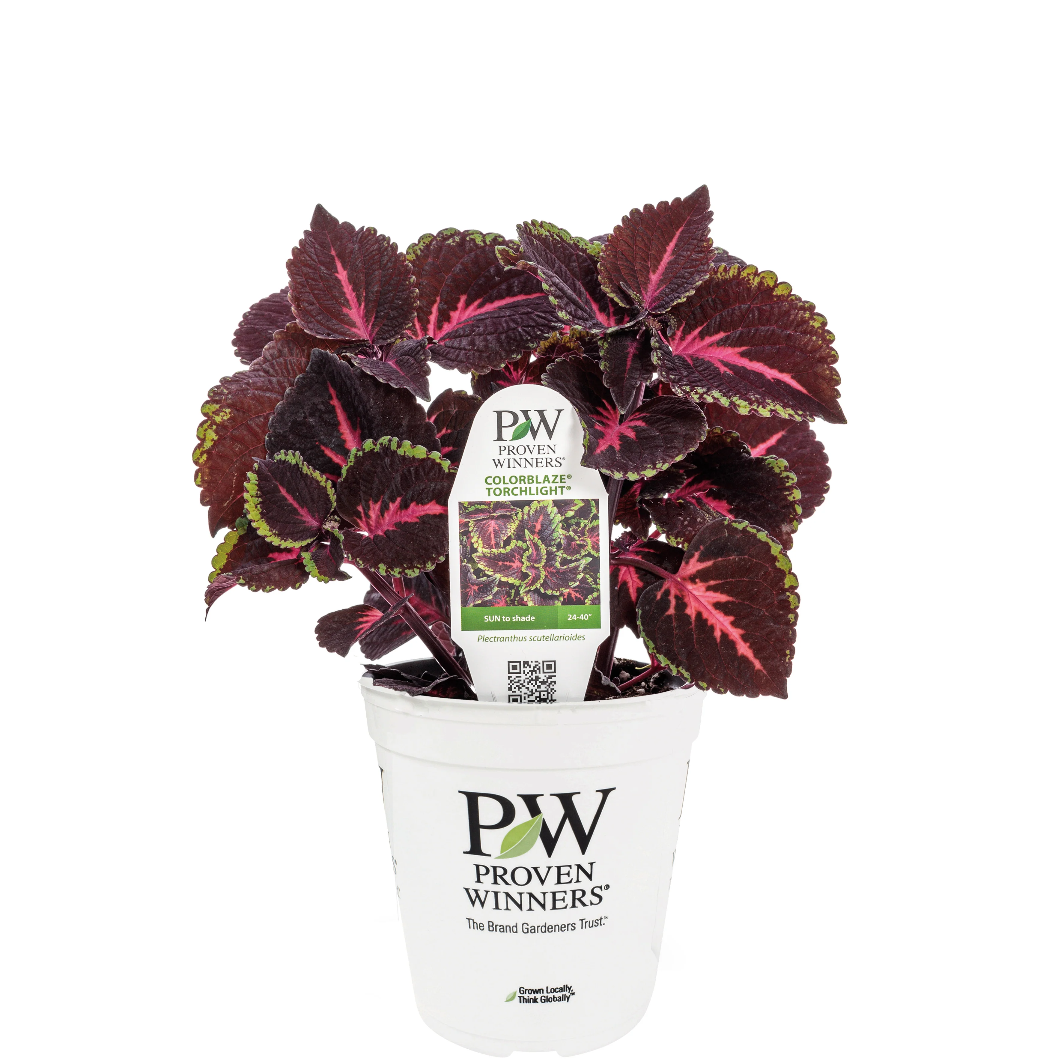 Limited Edition Royale™ | ColorBlaze® Torchlight® Coleus (scutellarioides) - Image 2
