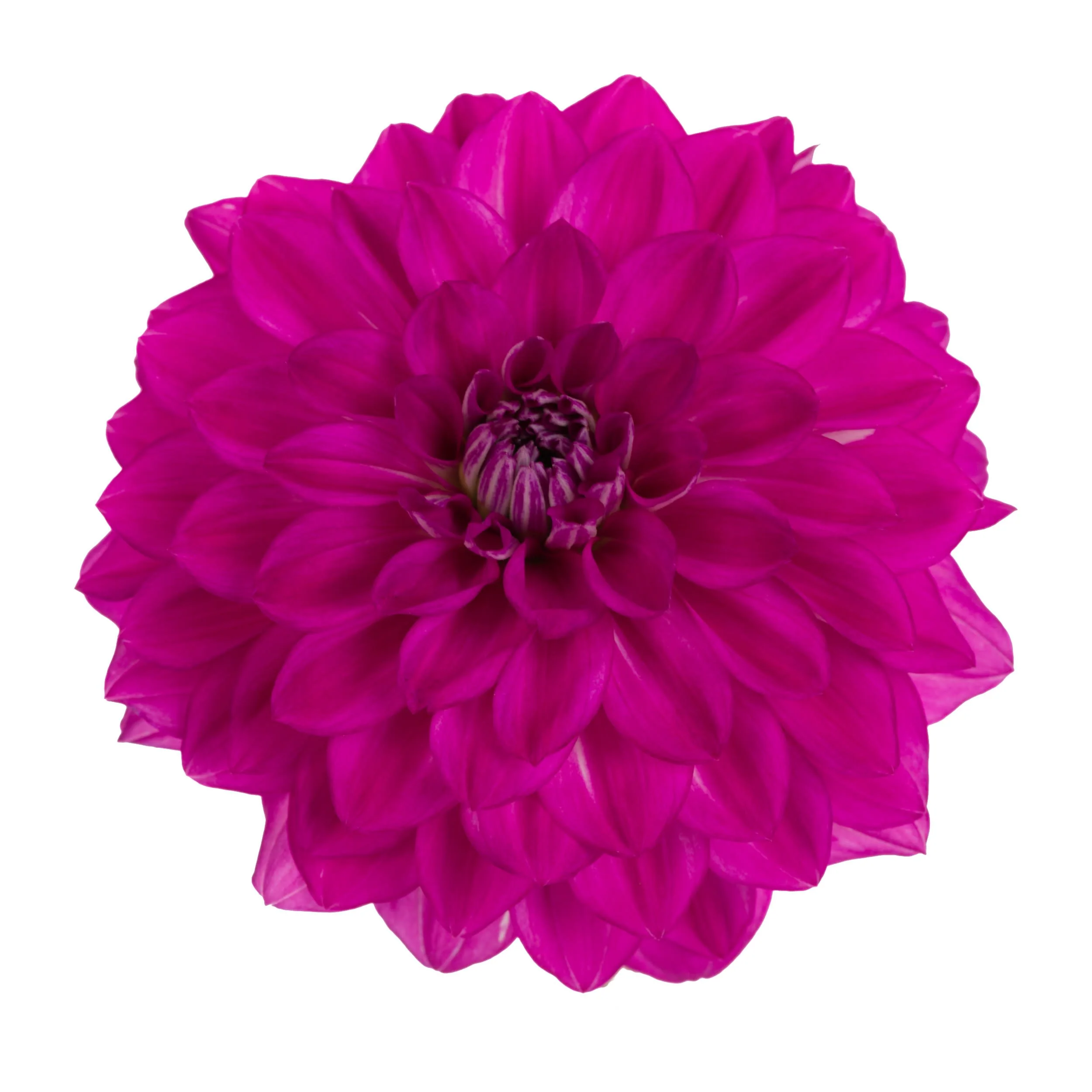 Limited Edition Royale™ | Proven Selections® Dalina® Grande Cadena Dahlia - Image 7