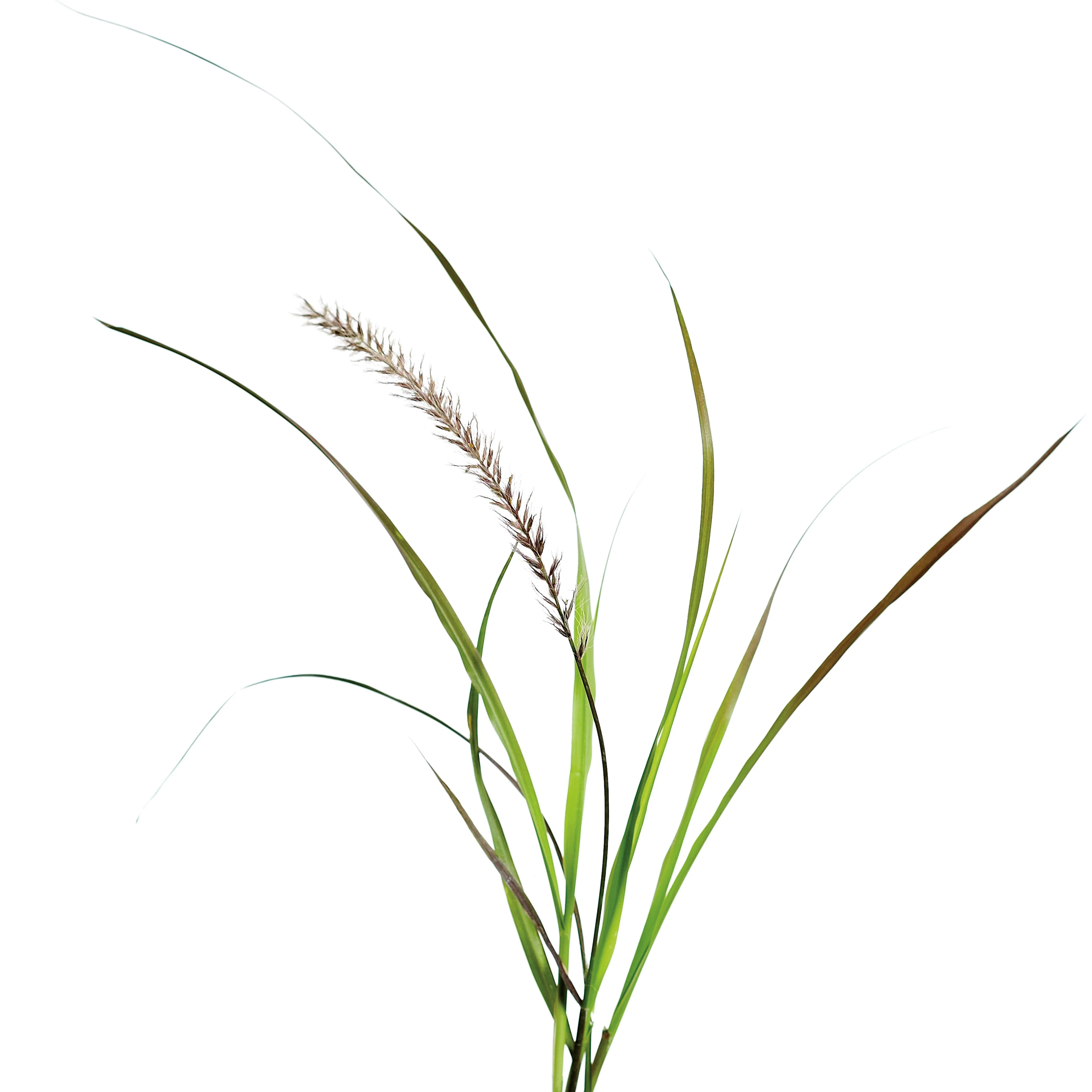 Limited Edition Royale™ | Graceful Grasses® Purple Fountain Grass (Pennisetum setaceum 'Rubrum') - Image 10