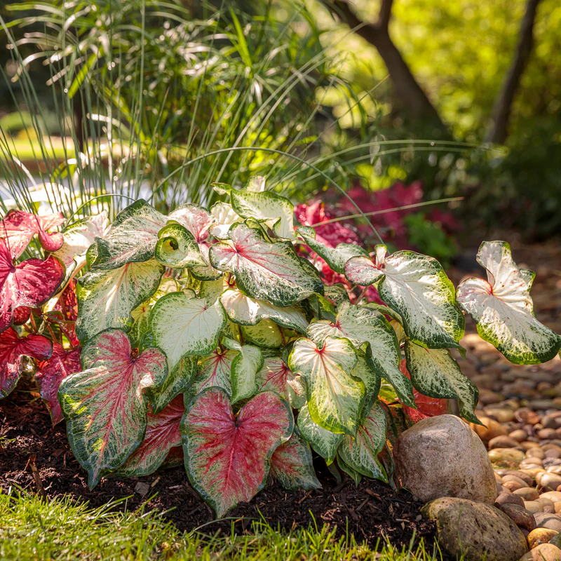 Limited Edition Royale™ | Heart to Heart® 'Bold 'N Beautiful' Christmas Caladium - Image 8