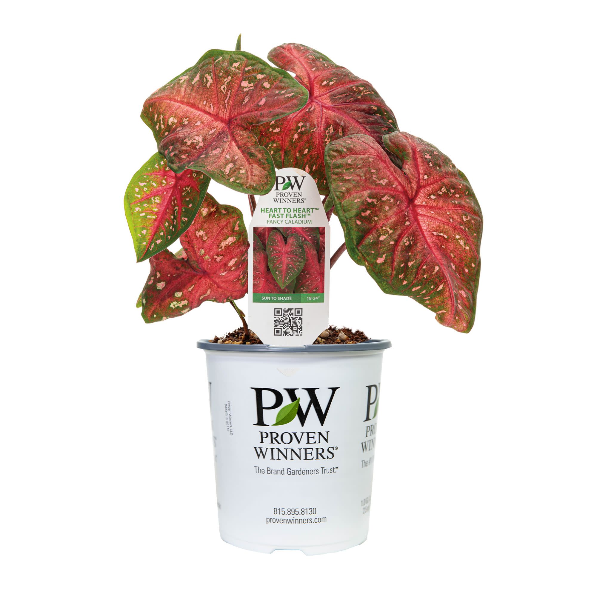 Limited Edition Royale™ | Heart to Heart® Fast Flash™ Christmas Caladium - Image 3