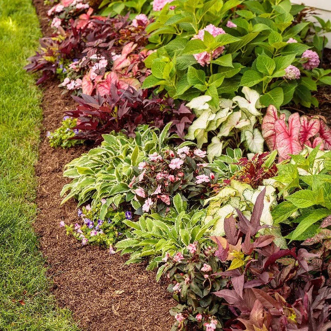 Limited Edition Royale™ | Heart to Heart® 'Radiance' Christmas Caladium - Image 6