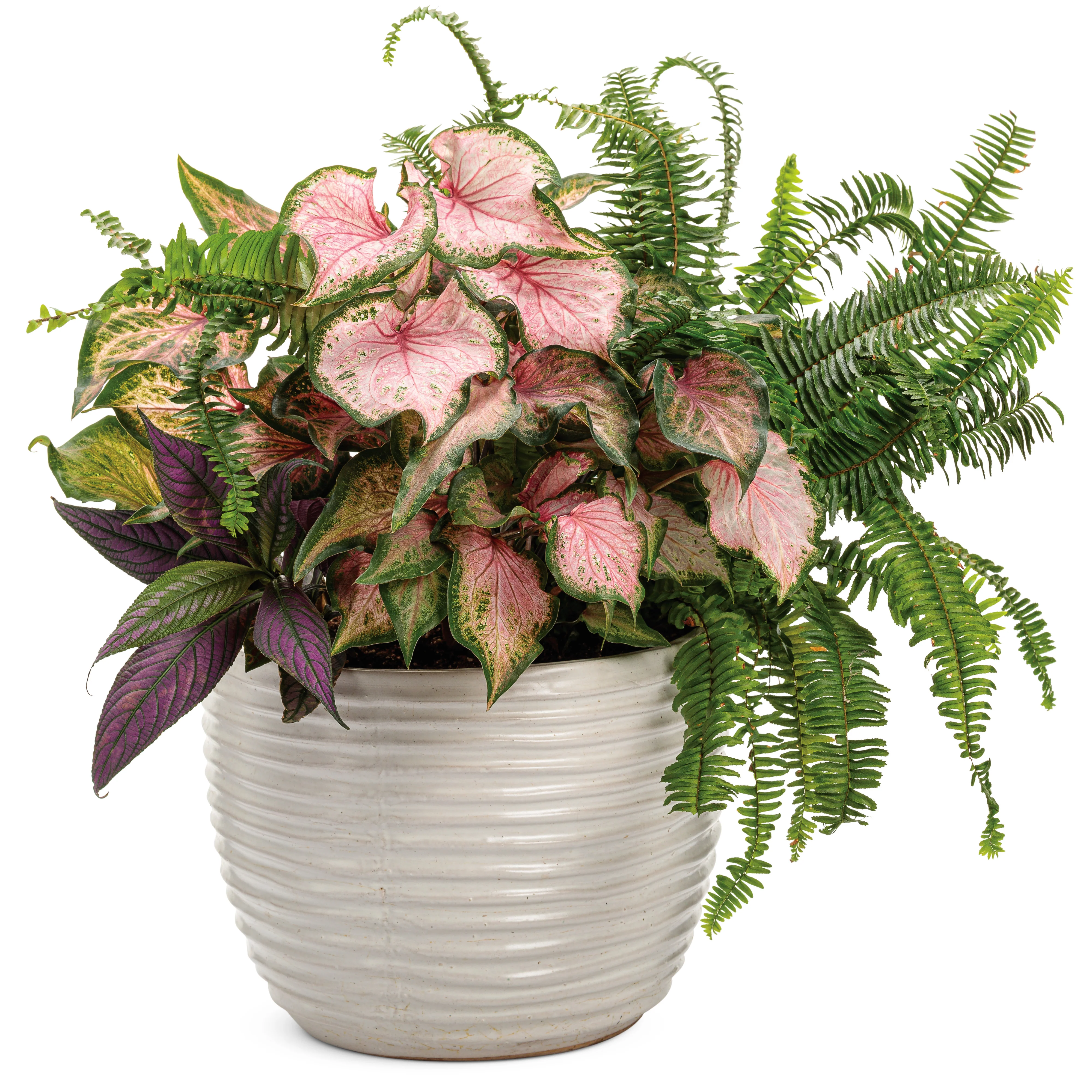 Limited Edition Royale™ | 'Kimberley Queen' Australian Sword Fern (Nephrolepis obliterata) - Image 8