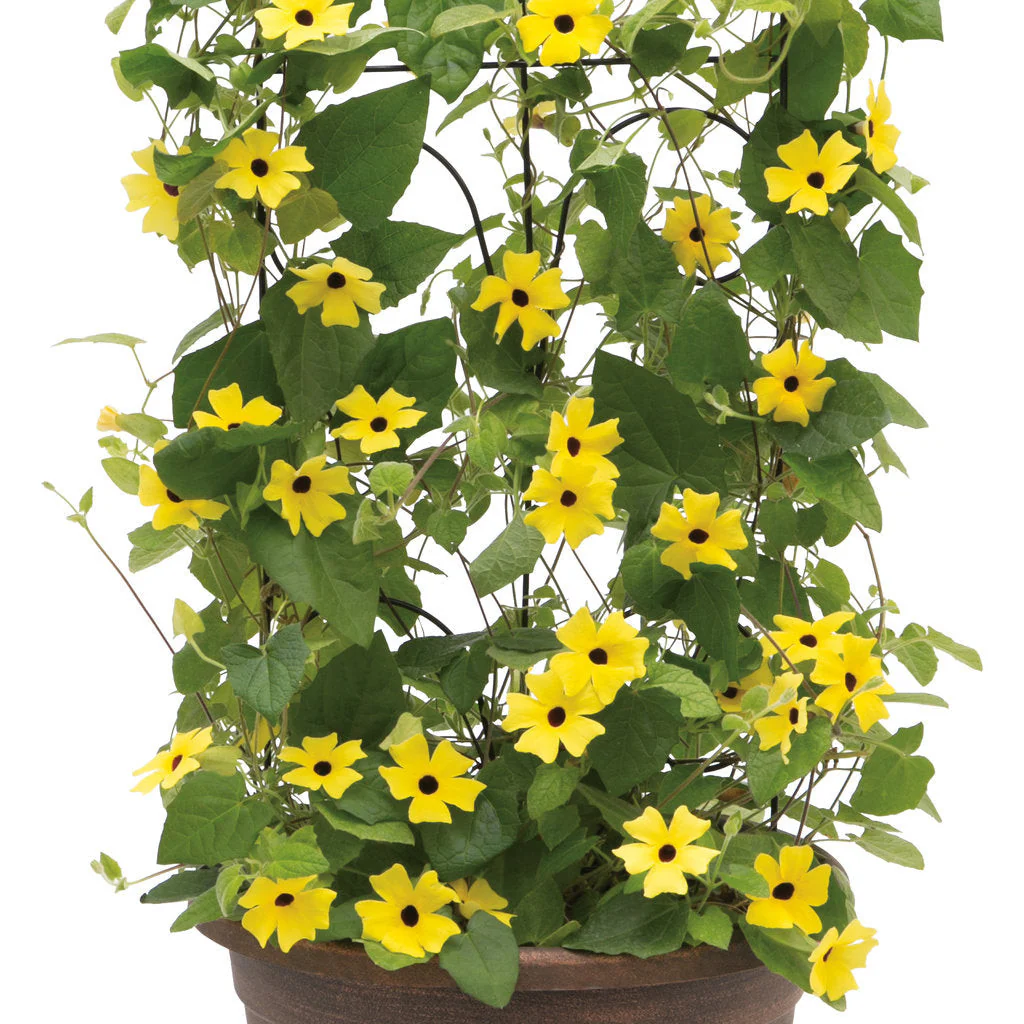 Limited Edition Royale™ | Lemon A-Peel® Black-Eyed Susan Vine (Thunbergia alata) - Image 4