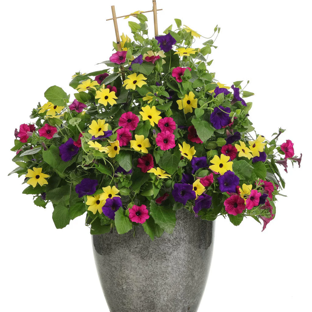 Limited Edition Royale™ | Lemon A-Peel® Black-Eyed Susan Vine (Thunbergia alata) - Image 5