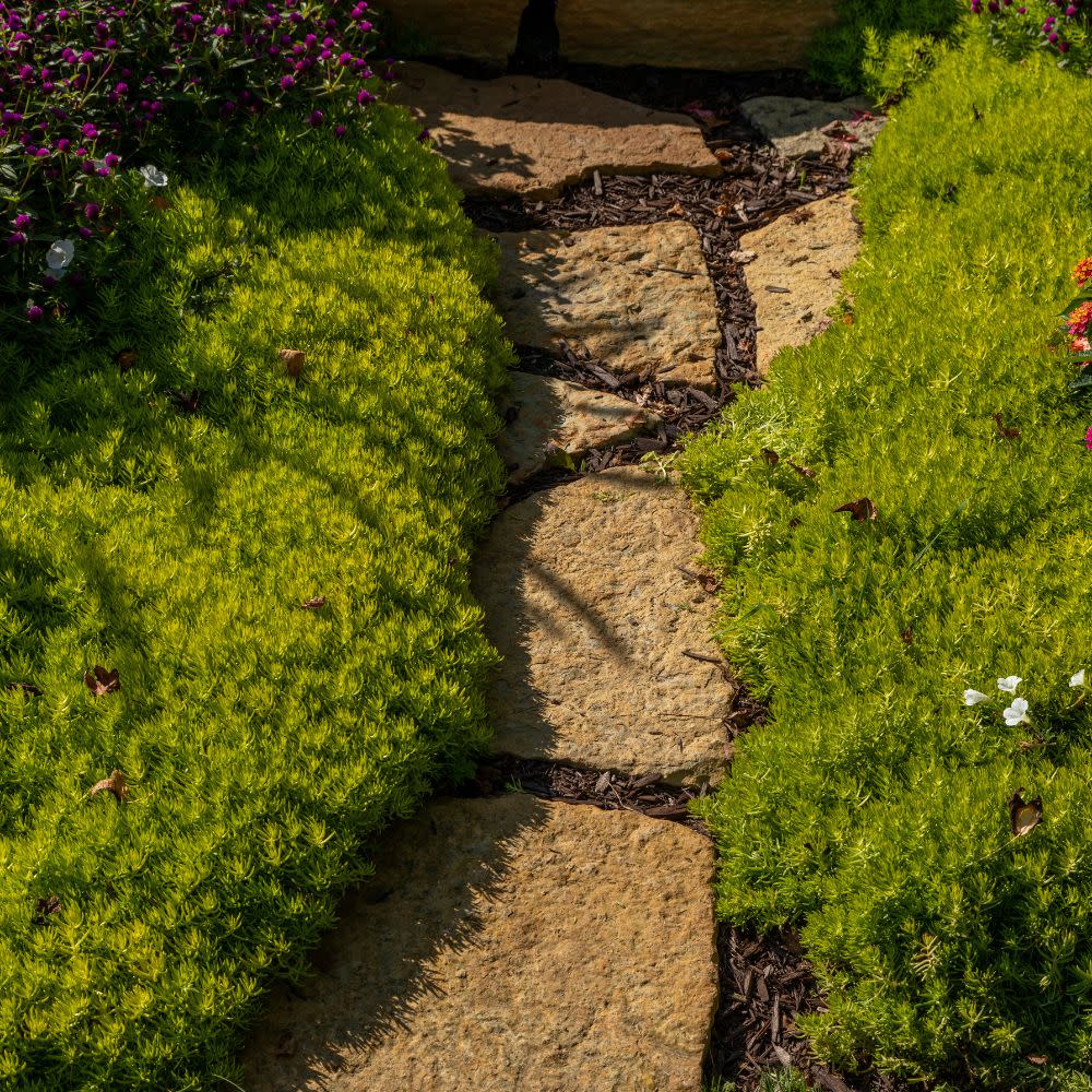 Lemon Coral® Stonecrop (Sedum mexicanum) - Image 6
