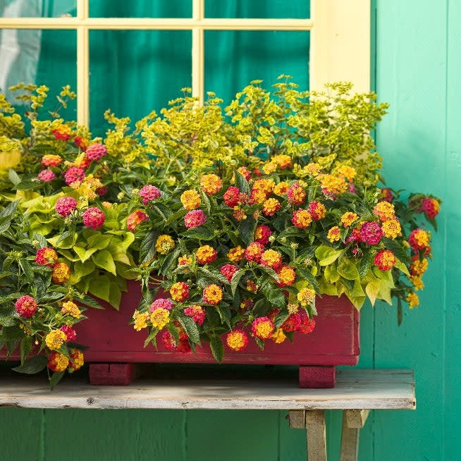 Luscious® Berry Blend™ Lantana (camara) - Image 10