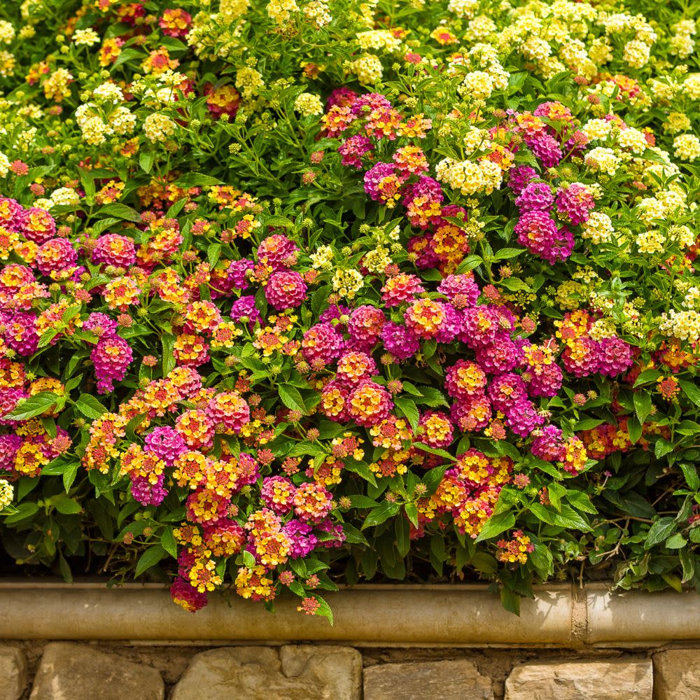 Luscious® Berry Blend™ Lantana (camara) - Image 11