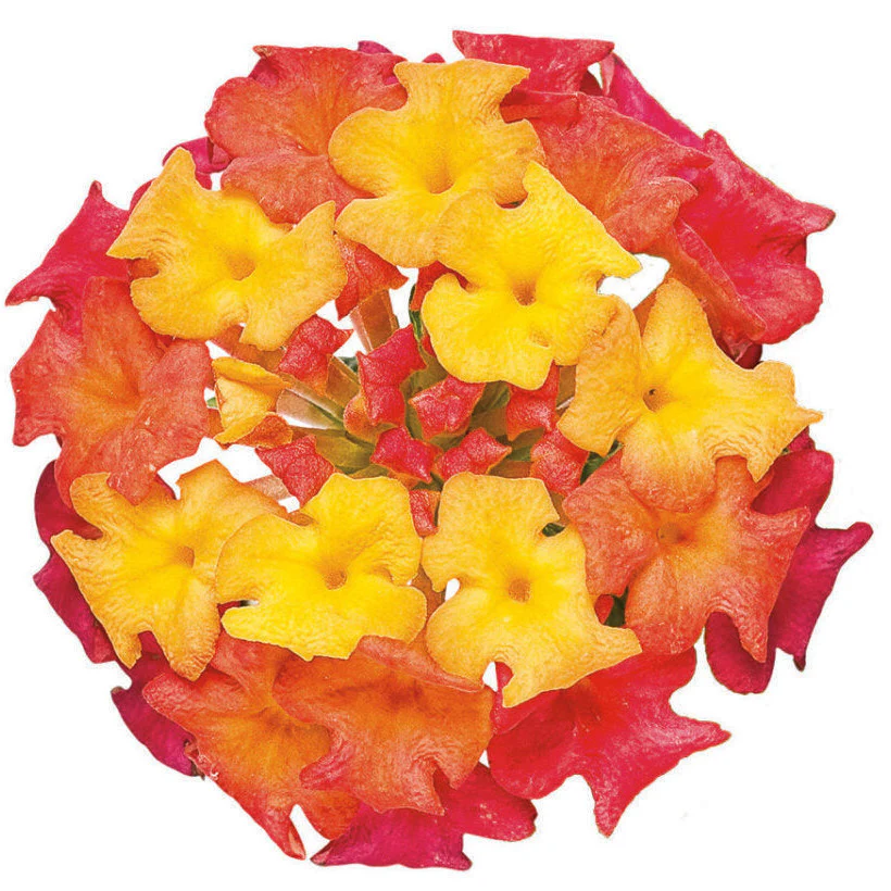 Luscious® Berry Blend™ Lantana (camara) - Image 12