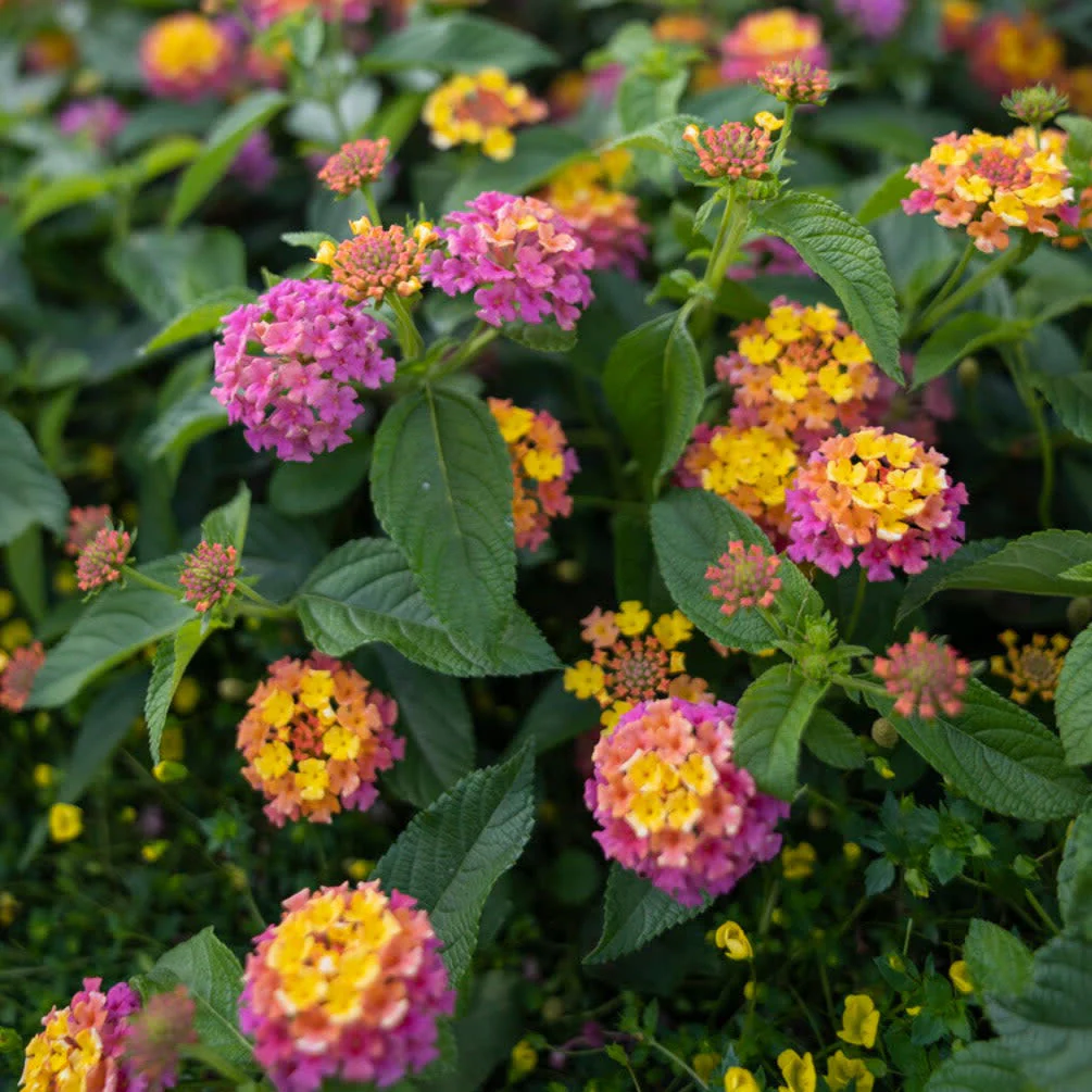 Luscious® Berry Blend™ Lantana (camara) - Image 3