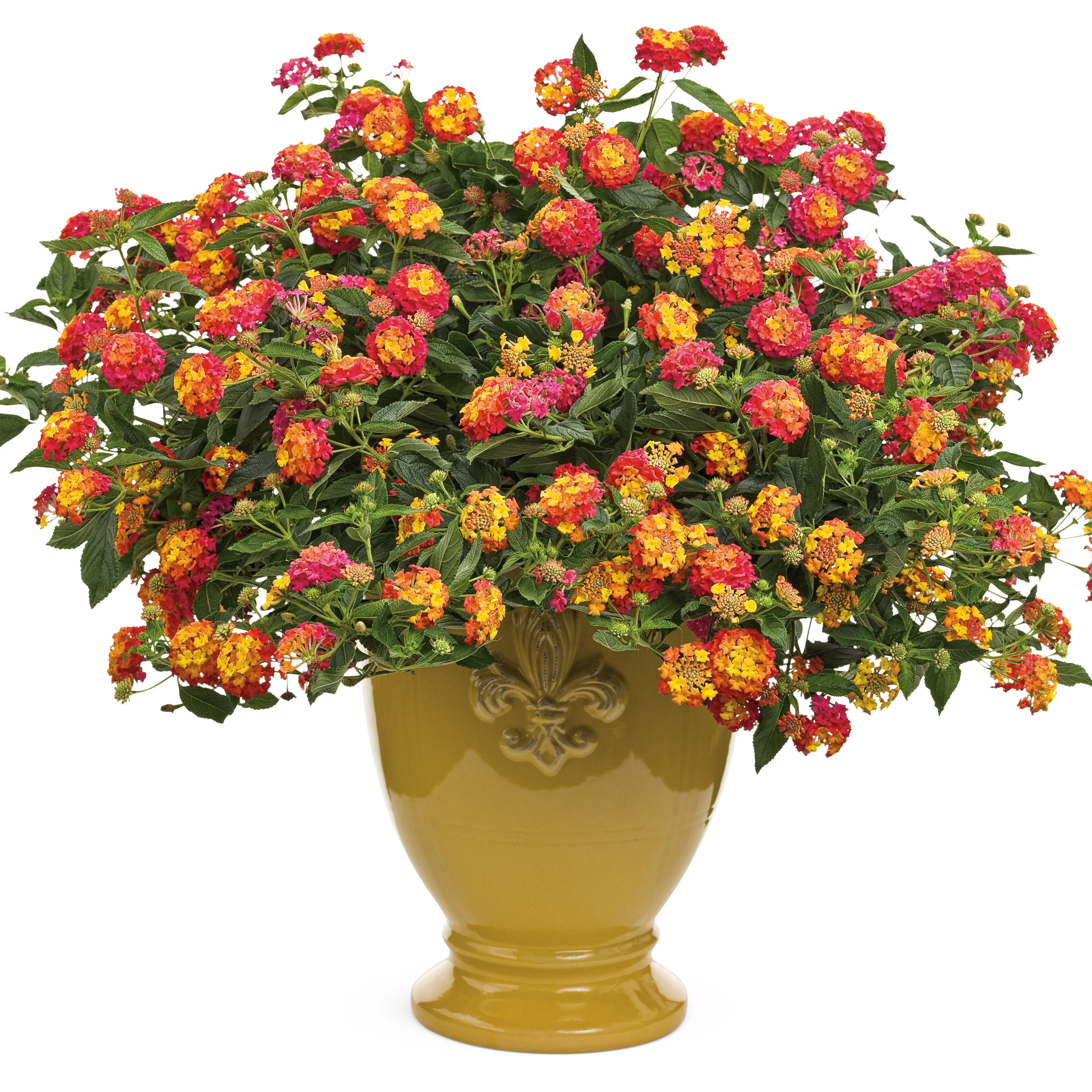 Luscious® Berry Blend™ Lantana (camara) - Image 6