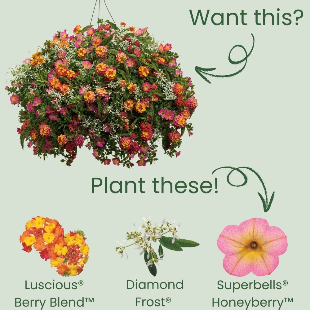 Luscious® Berry Blend™ Lantana (camara) - Image 7