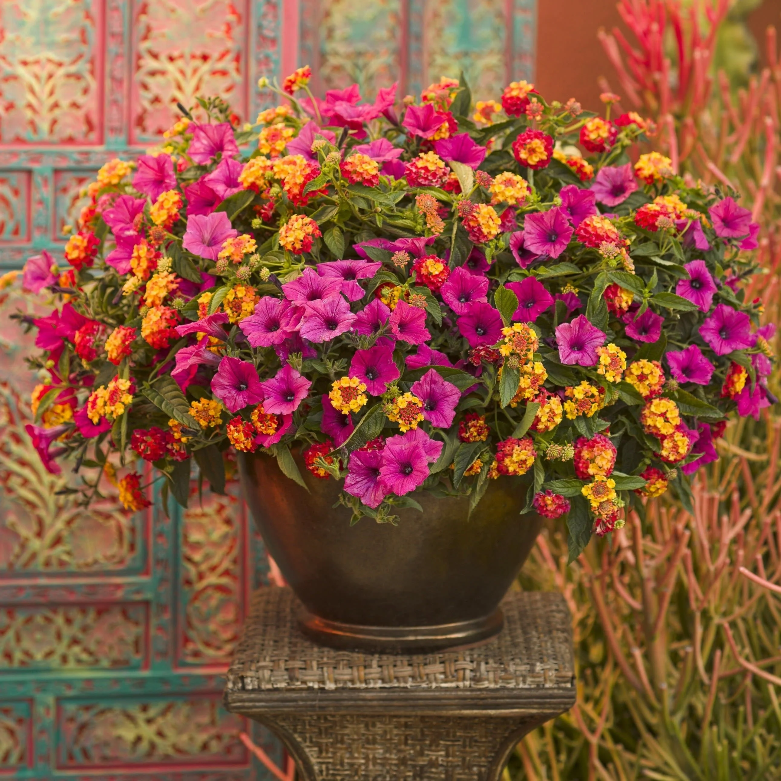 Luscious® Berry Blend™ Lantana (camara) - Image 8