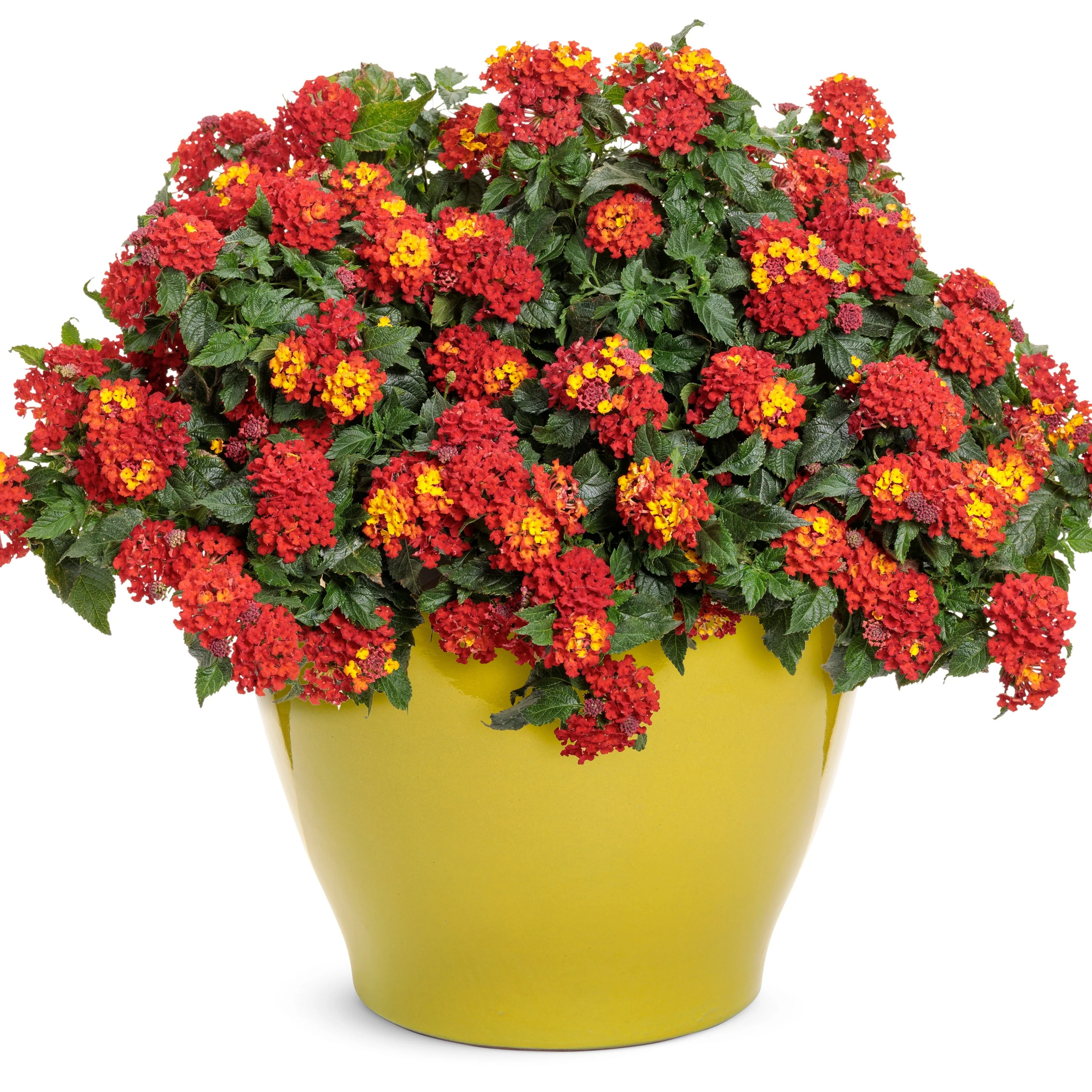 Limited Edition Royale™ | Luscious® Royale Red Zone™ Lantana (camara) - Image 4
