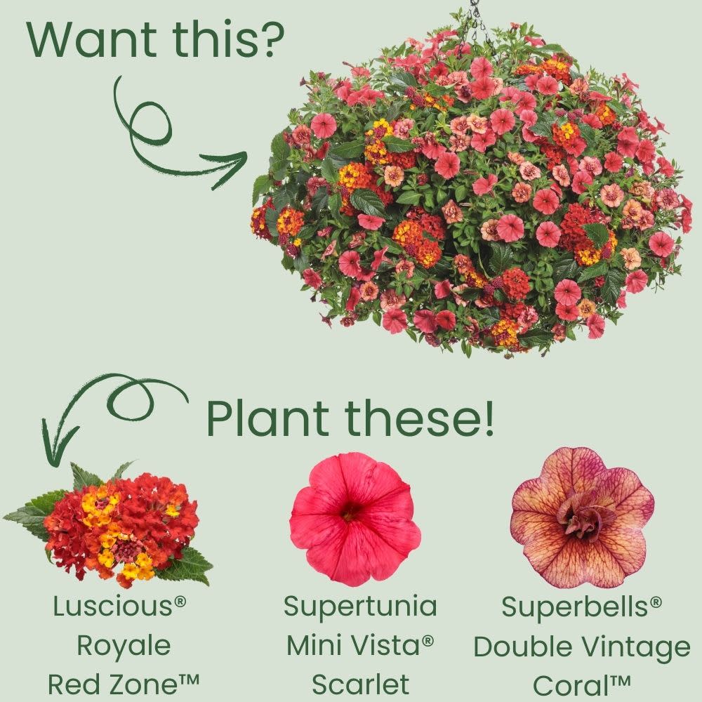 Limited Edition Royale™ | Luscious® Royale Red Zone™ Lantana (camara) - Image 5