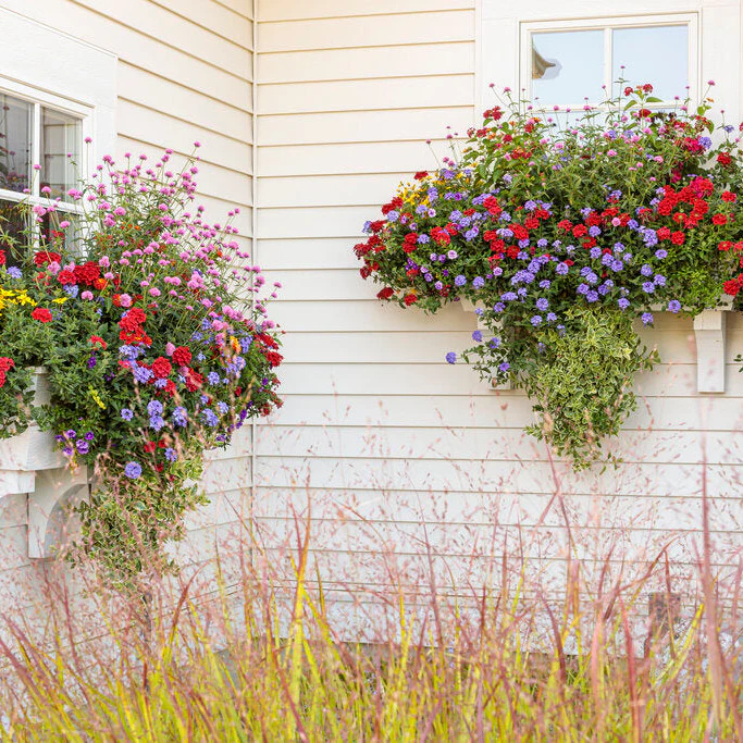 Limited Edition Royale™ | Luscious® Royale Red Zone™ Lantana (camara) - Image 7