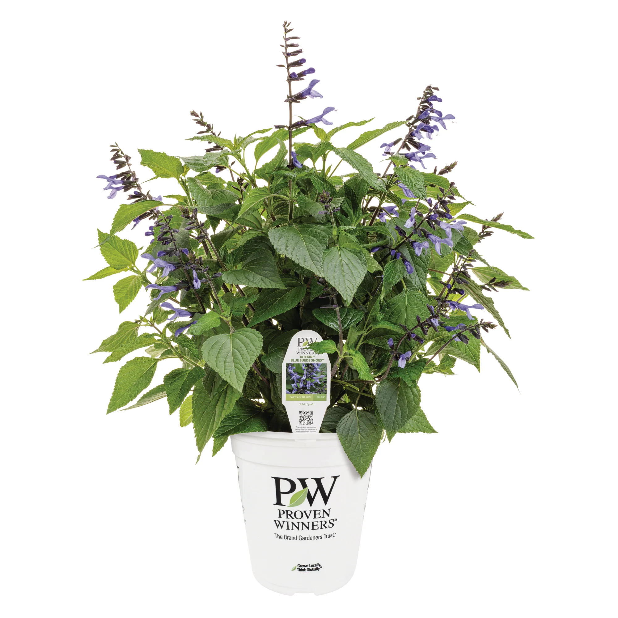 Limited Edition Royale™ | Rockin'® Blue Suede Shoes™ Salvia - Image 2