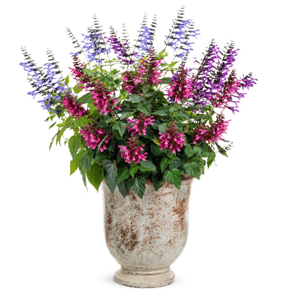 Limited Edition Royale™ | Rockin'® Blue Suede Shoes™ Salvia - Image 5