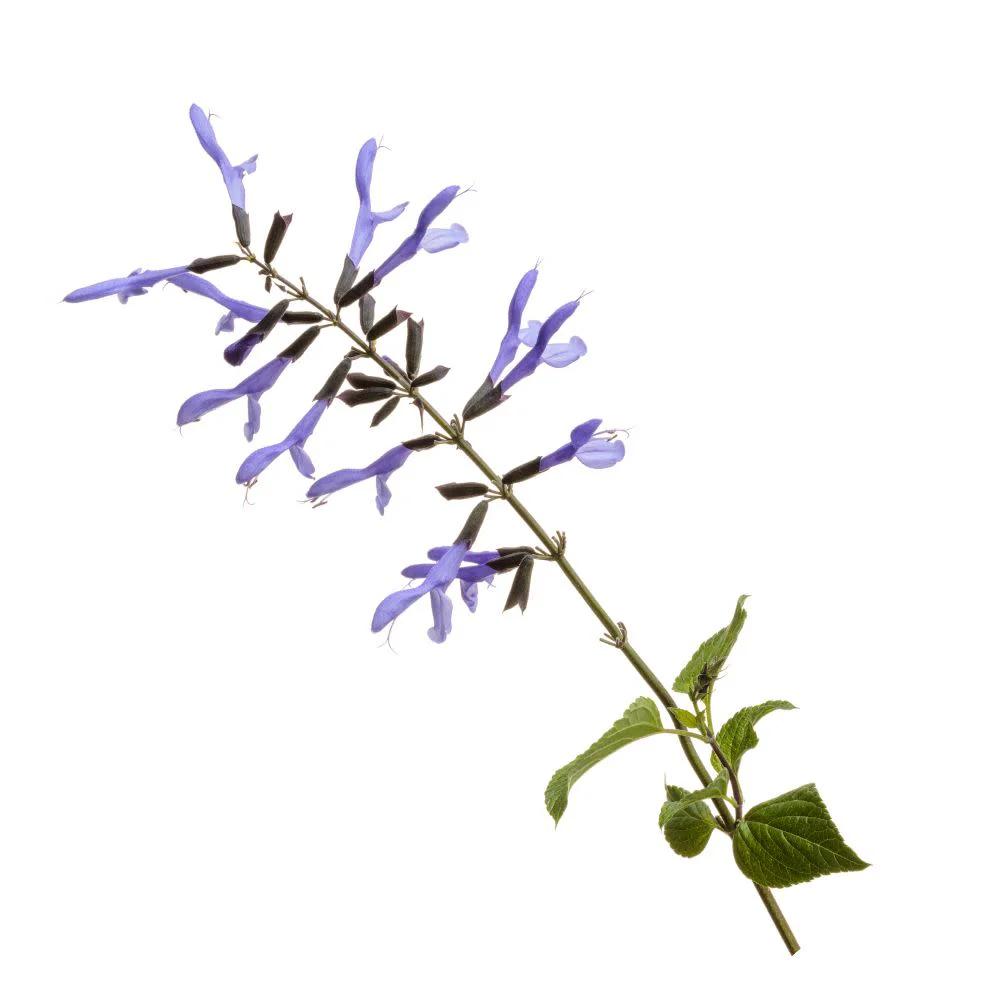 Limited Edition Royale™ | Rockin'® Blue Suede Shoes™ Salvia - Image 8