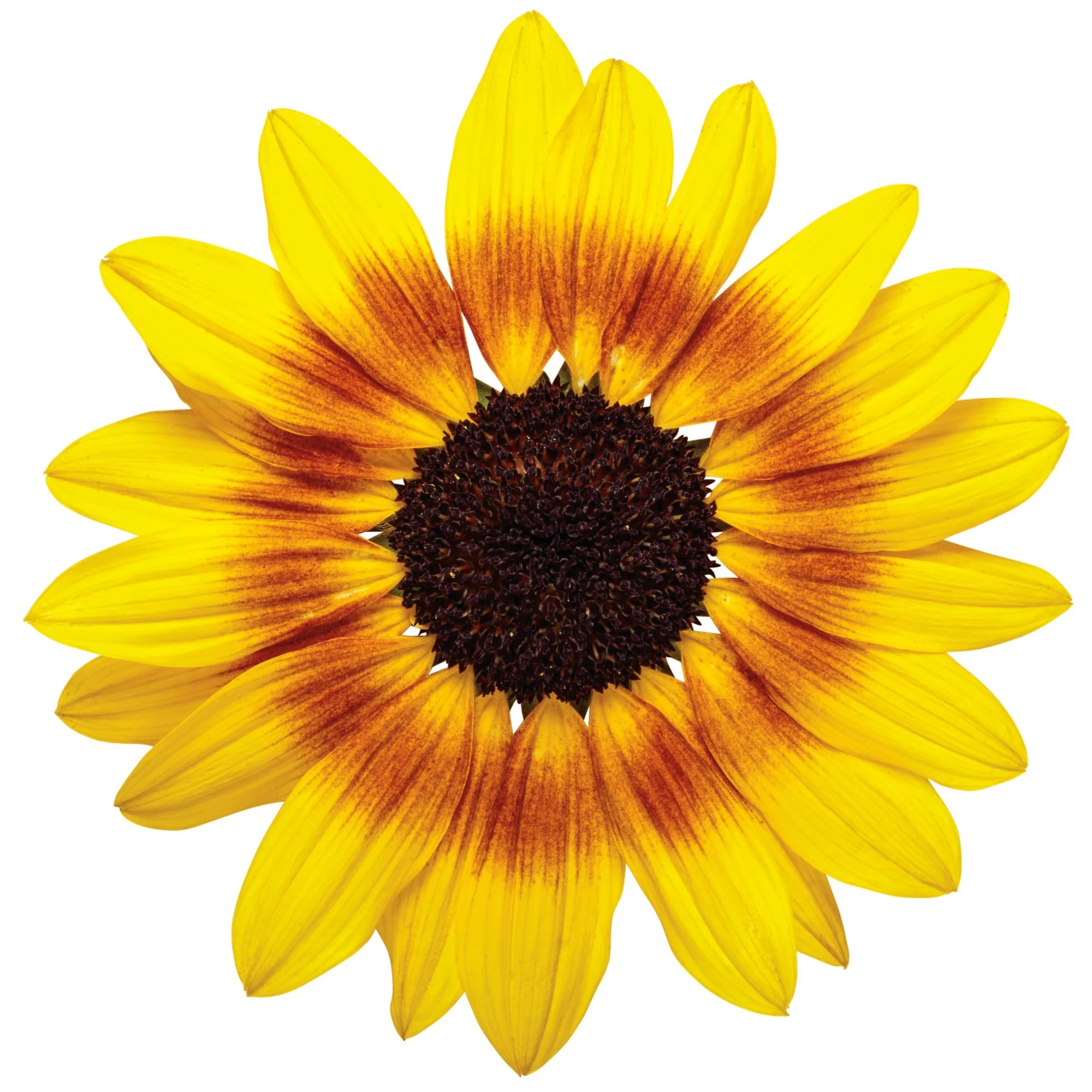Limited Edition Royale™ | Suncredible® Saturn™ Sunflower (Helianthus hybrid) - Image 11
