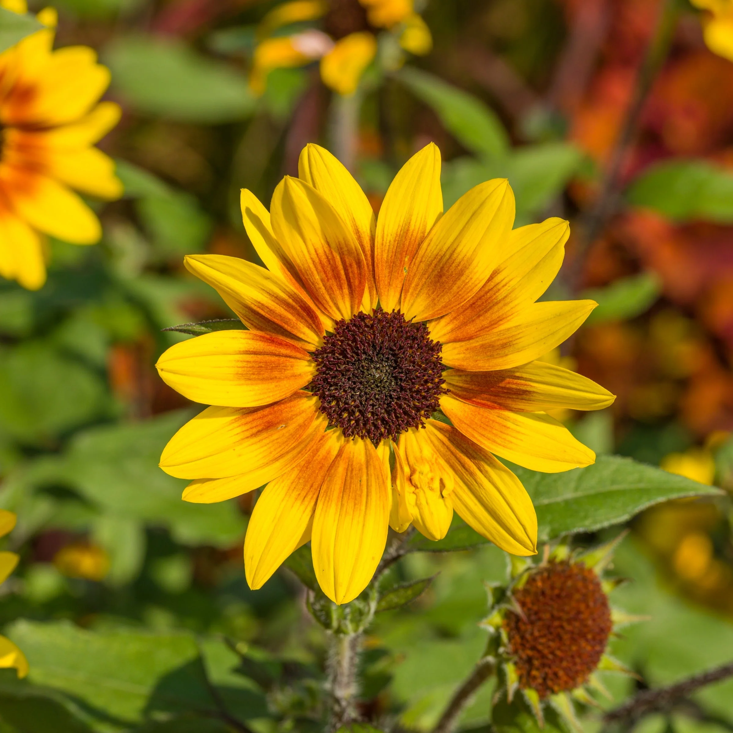 Limited Edition Royale™ | Suncredible® Saturn™ Sunflower (Helianthus hybrid) - Image 2