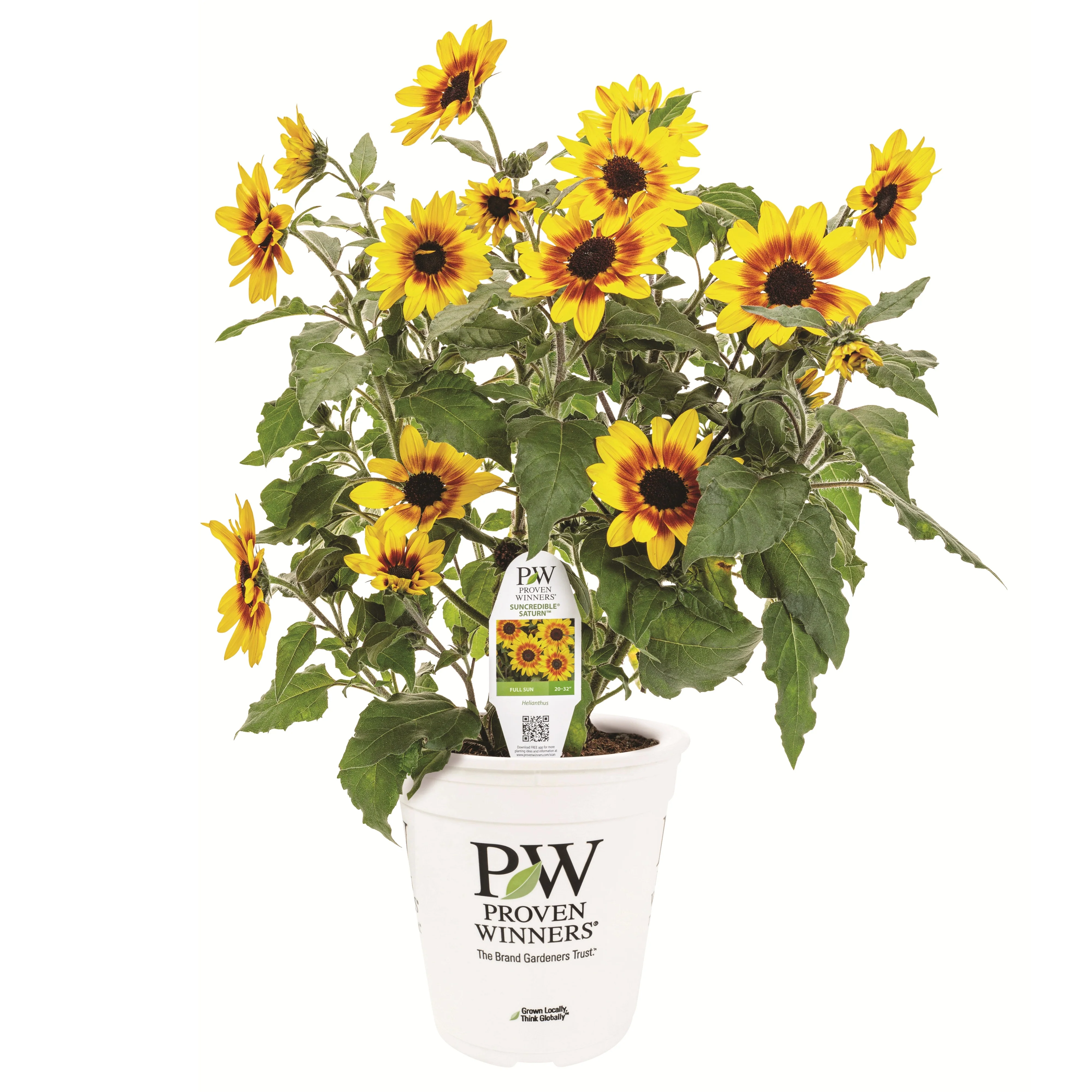 Limited Edition Royale™ | Suncredible® Saturn™ Sunflower (Helianthus hybrid) - Image 5