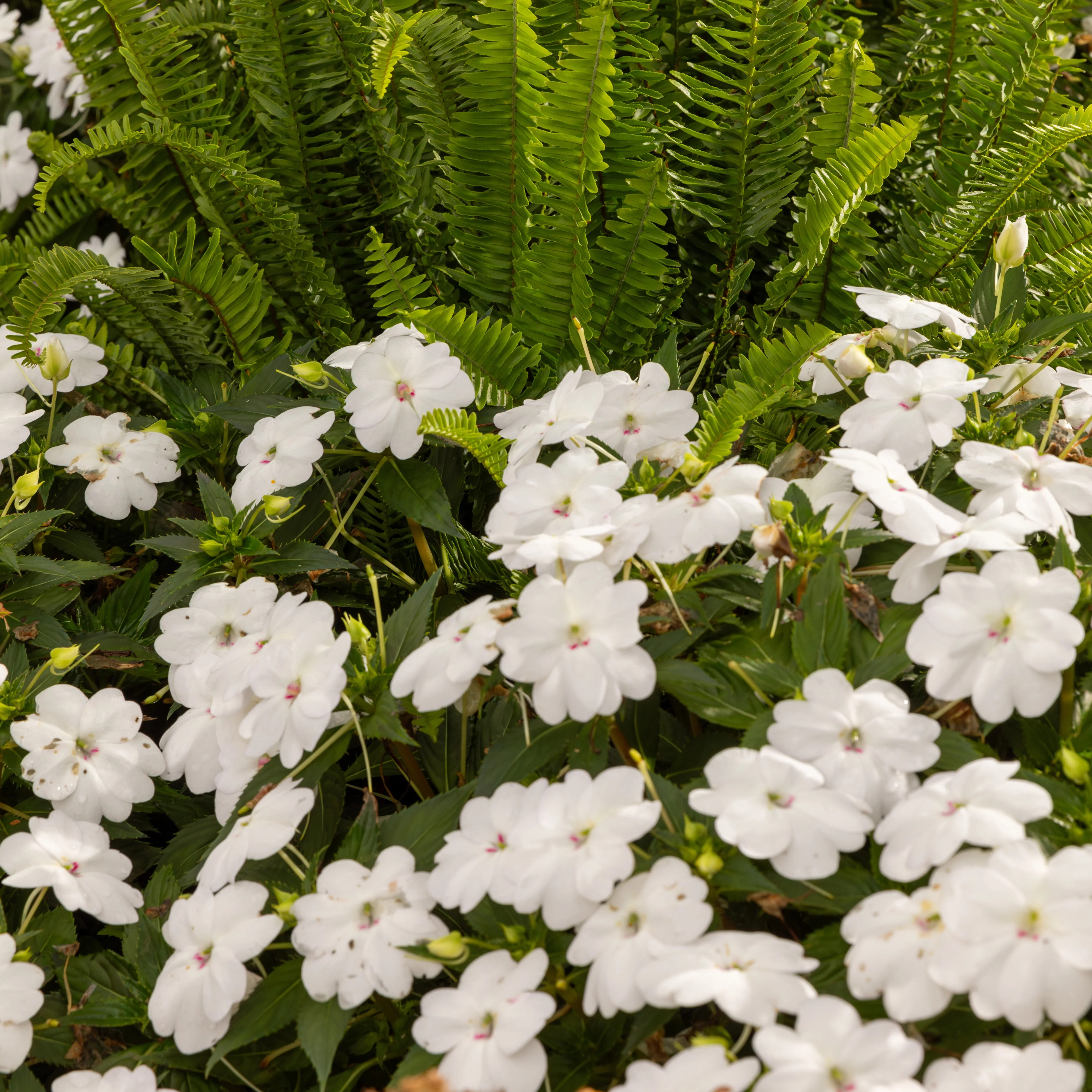 Proven Selections® SunPatiens® Compact Classic White Impatiens (x hybrida) - Image 4