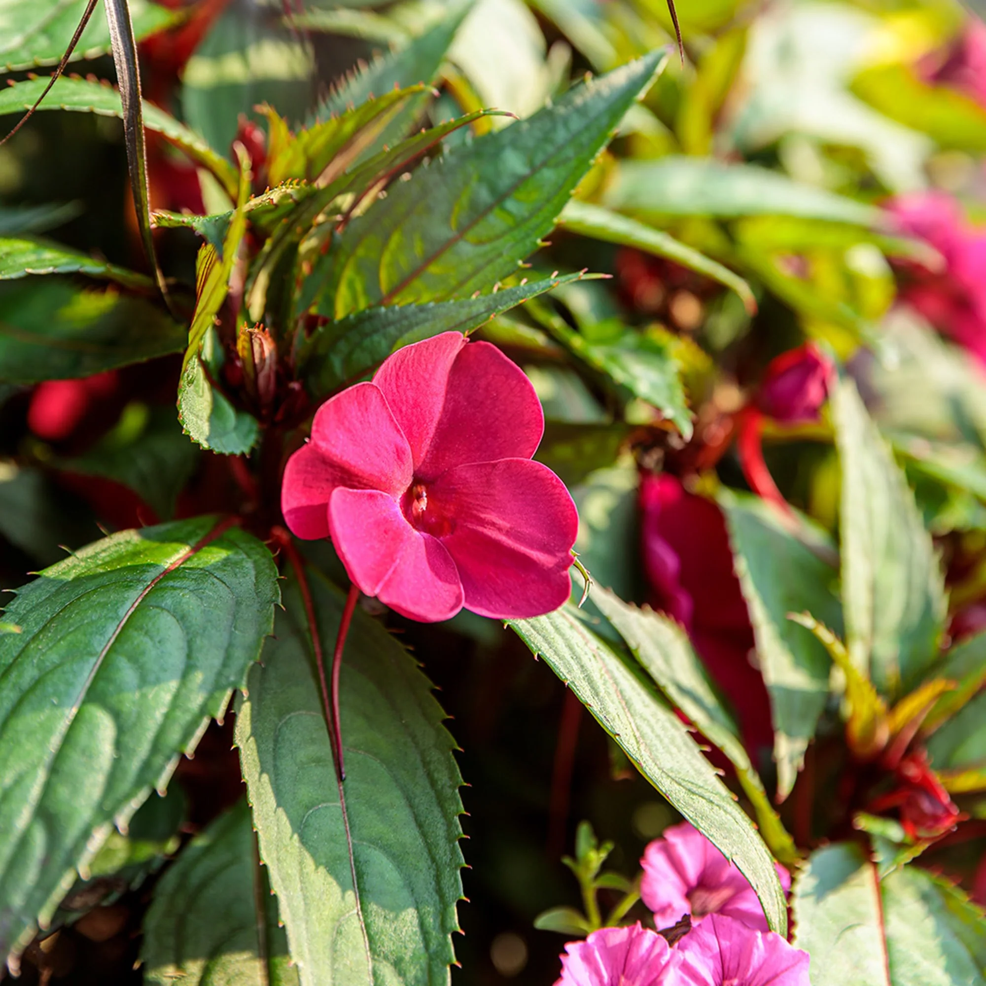 Proven Selections® SunPatiens® Compact Hot Pink Impatiens (x hybrida) - Image 4