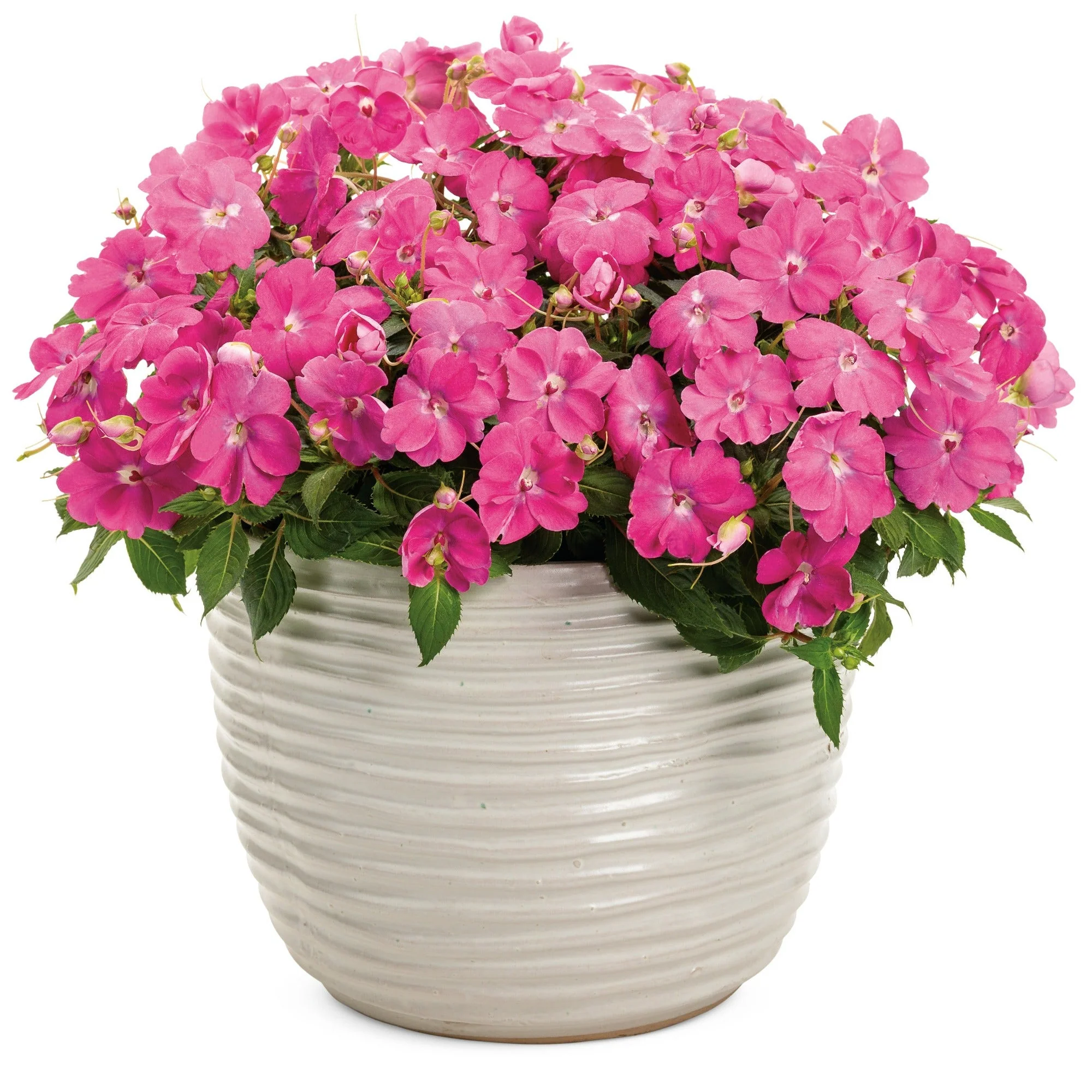 Proven Selections® SunPatiens® Compact Hot Pink Impatiens (x hybrida) - Image 5
