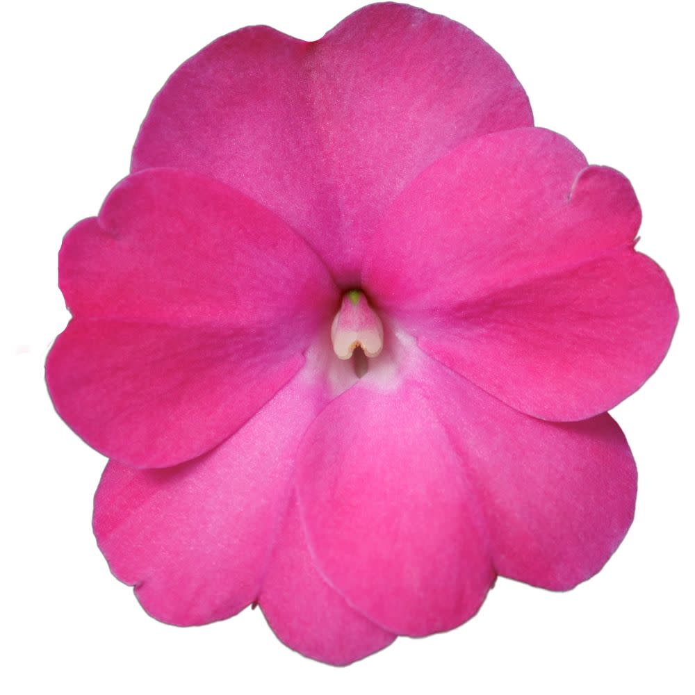 Proven Selections® SunPatiens® Compact Hot Pink Impatiens (x hybrida) - Image 7