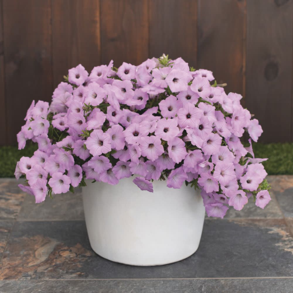 Supertunia Vista® Cool Jazz™ Petunia | Proven Winners® New Variety 2026 - Image 7