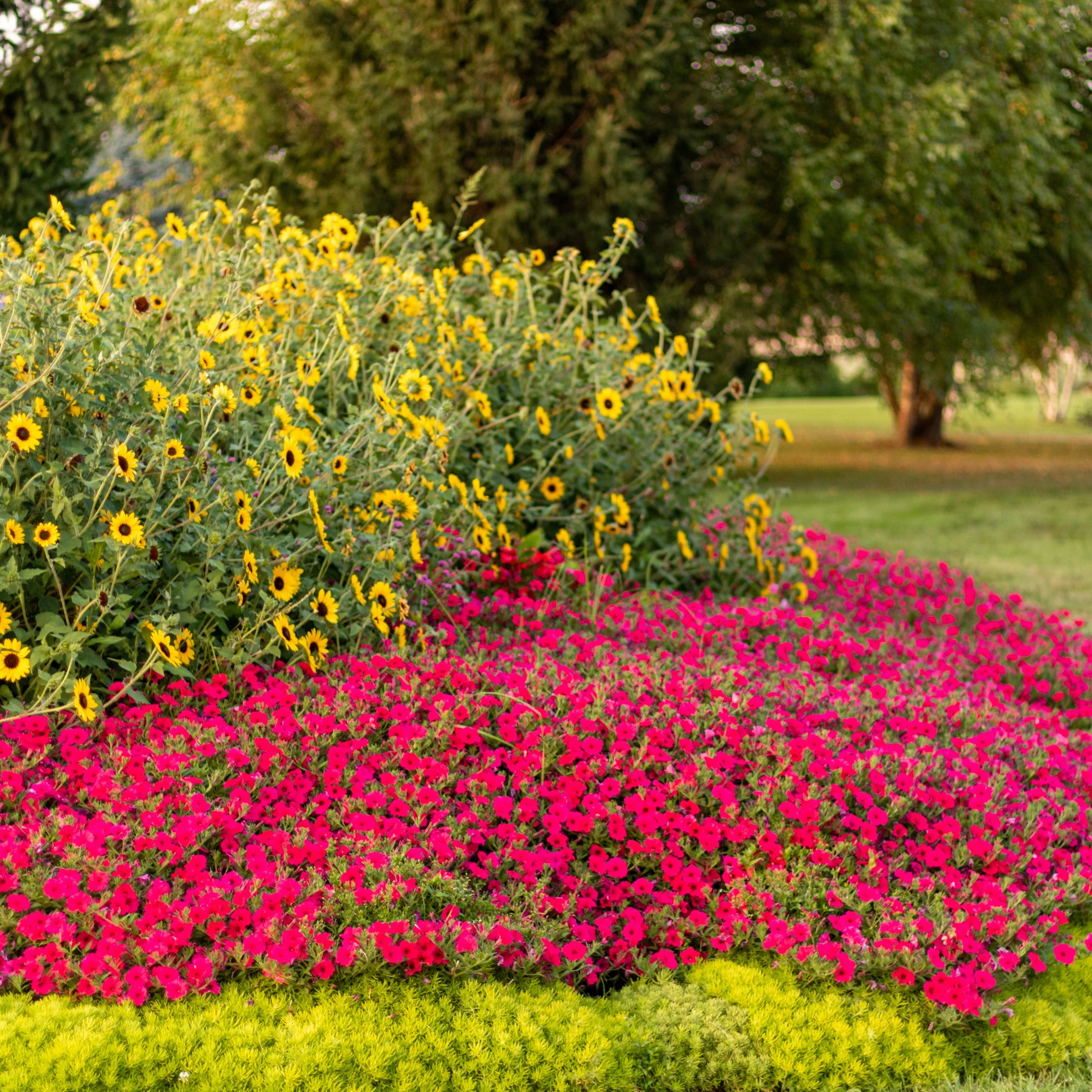 Supertunia Vista® Paradise Petunia - Image 6