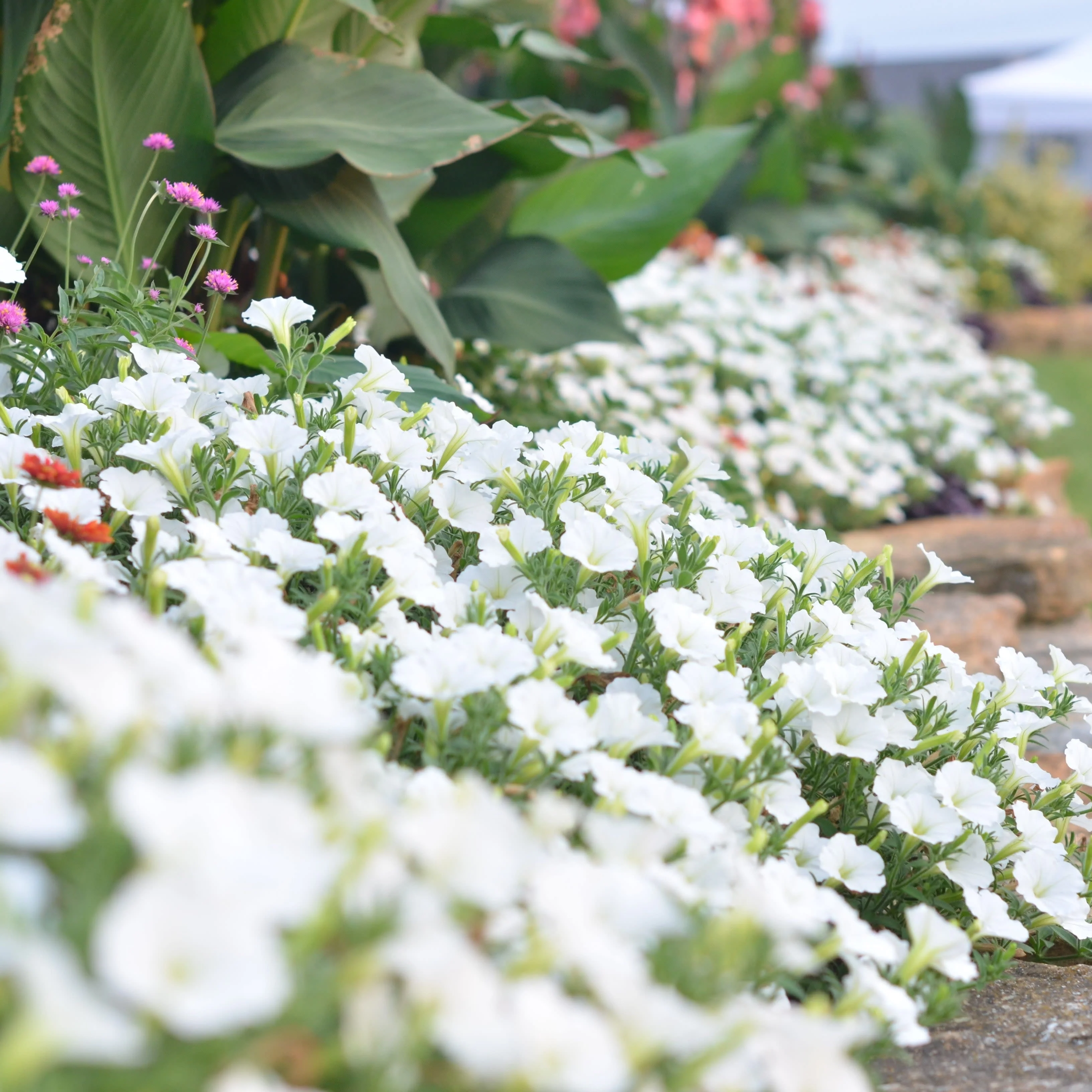 Limited Edition Royale™ | Supertunia Vista® Snowdrift™ Petunia - Image 7