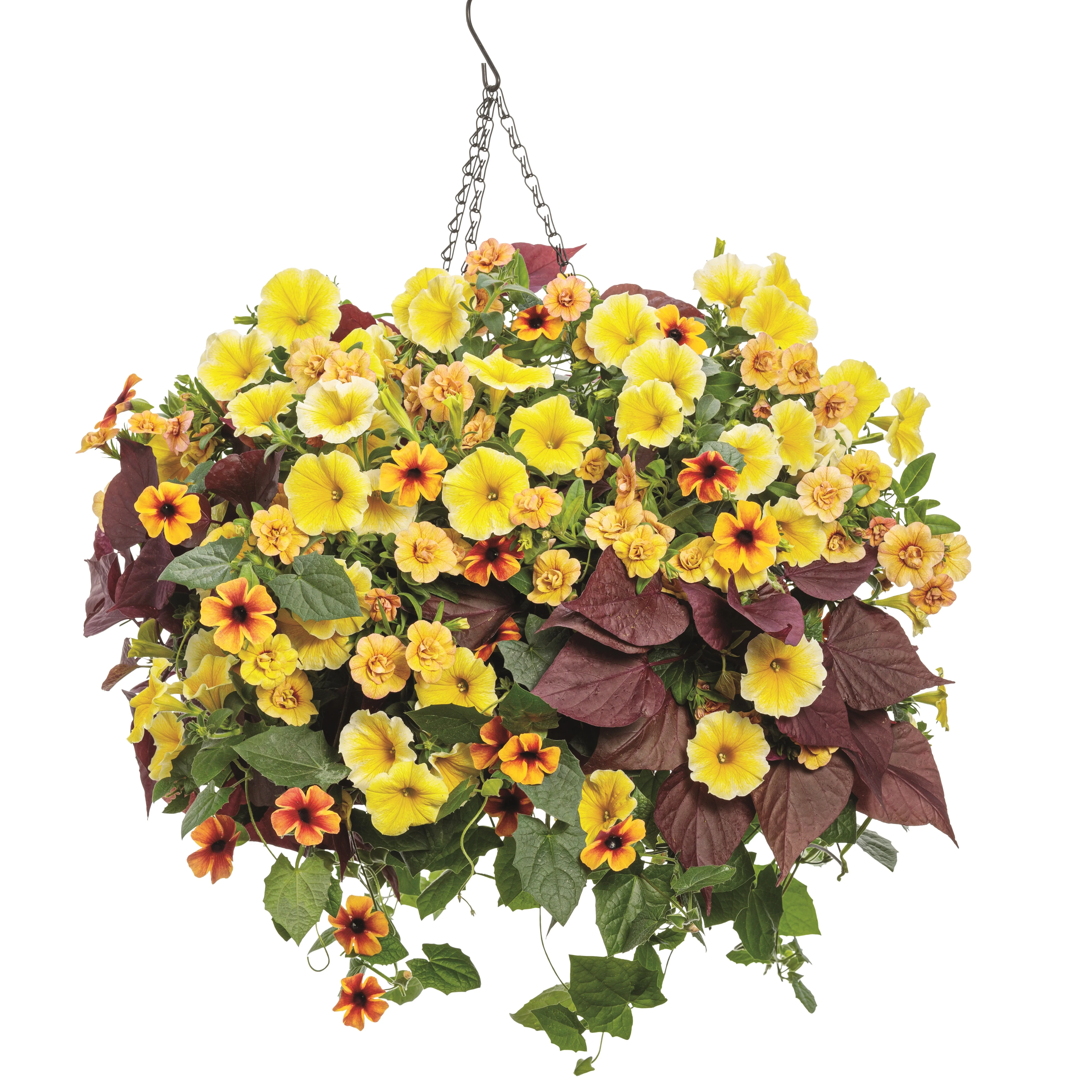 Limited Edition Royale™ | Tangerine Slice A-Peel® Black-Eyed Susan Vine (Thunbergia alata) - Image 7