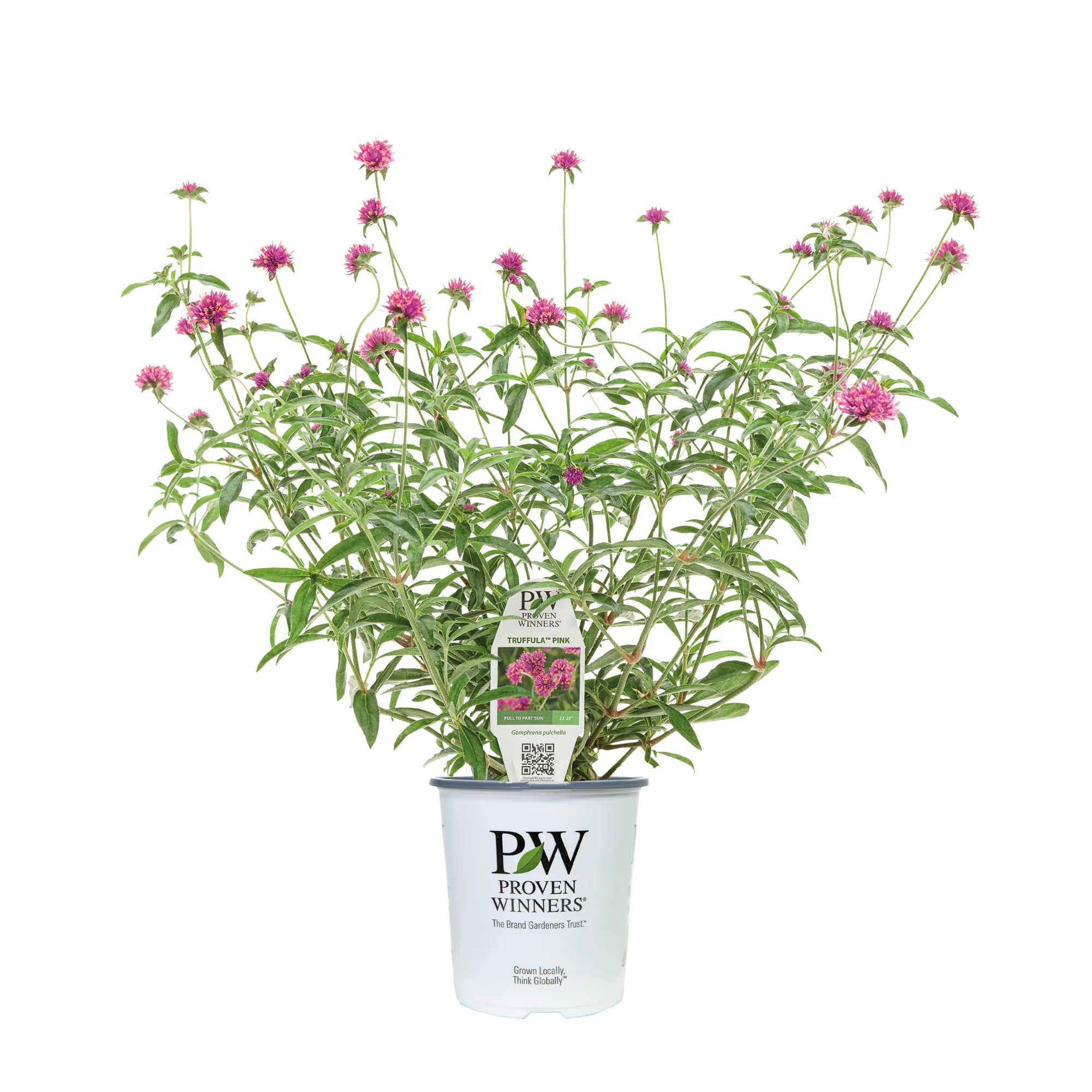 Limited Edition Royale™ | Truffula™ Pink Globe Amaranth (Gomphrena pulchella) - Image 2