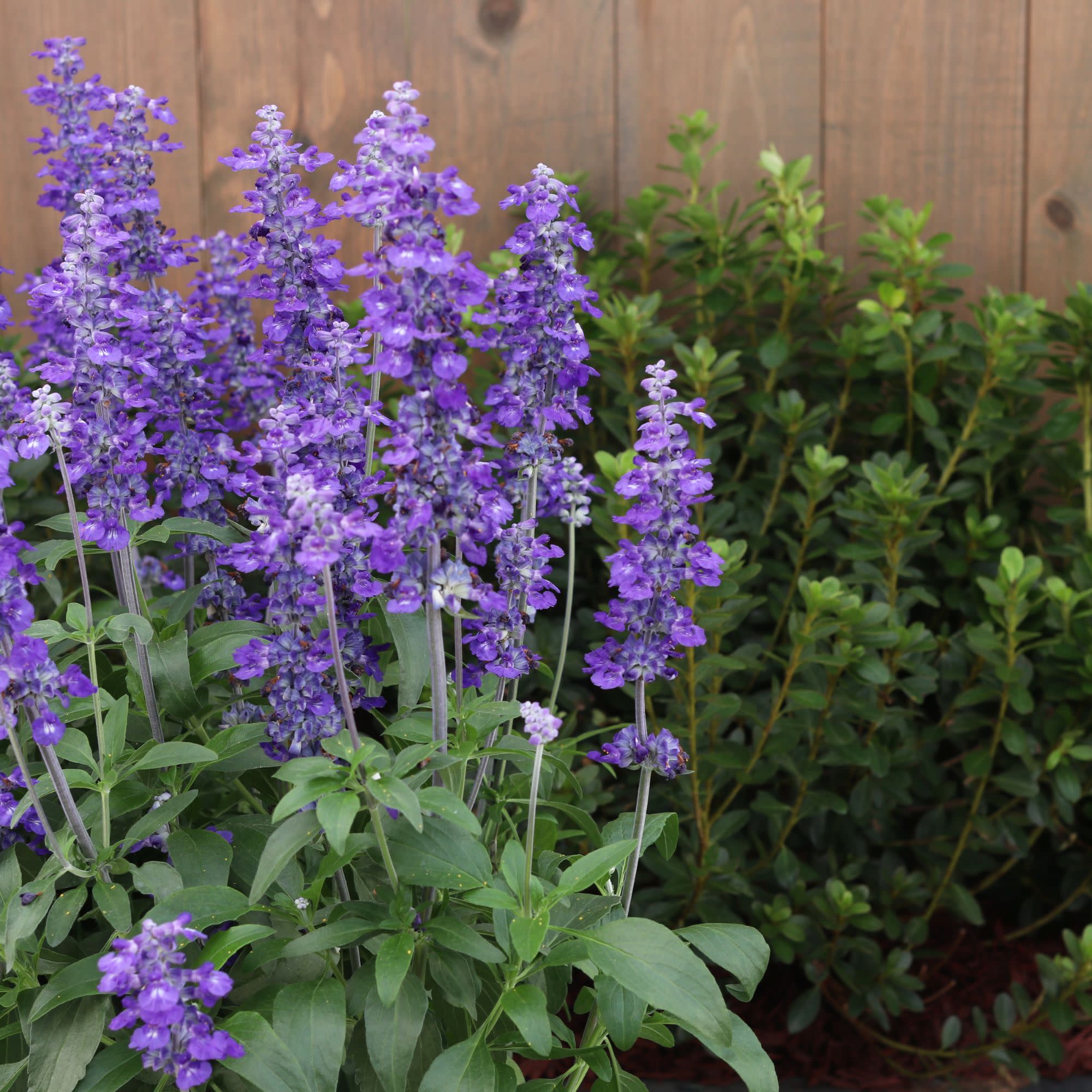 Limited Edition Royale™ | Unplugged® So Blue™ Mealycup Sage (Salvia farinacea) - Image 5