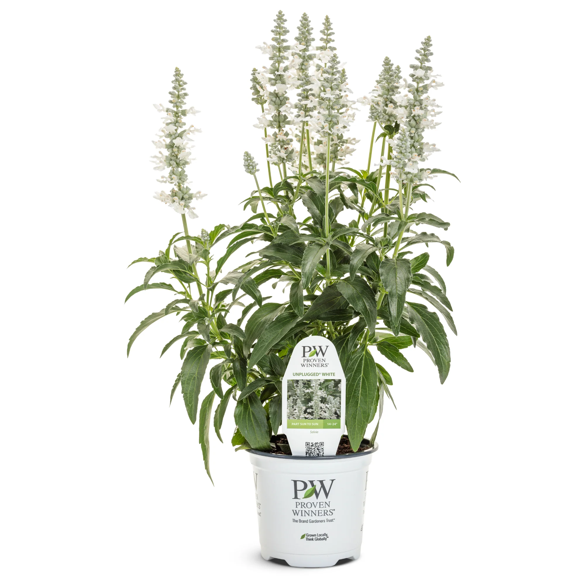 Limited Edition Royale™ | Unplugged® White Mealycup Sage (Salvia farinacea) - Image 2