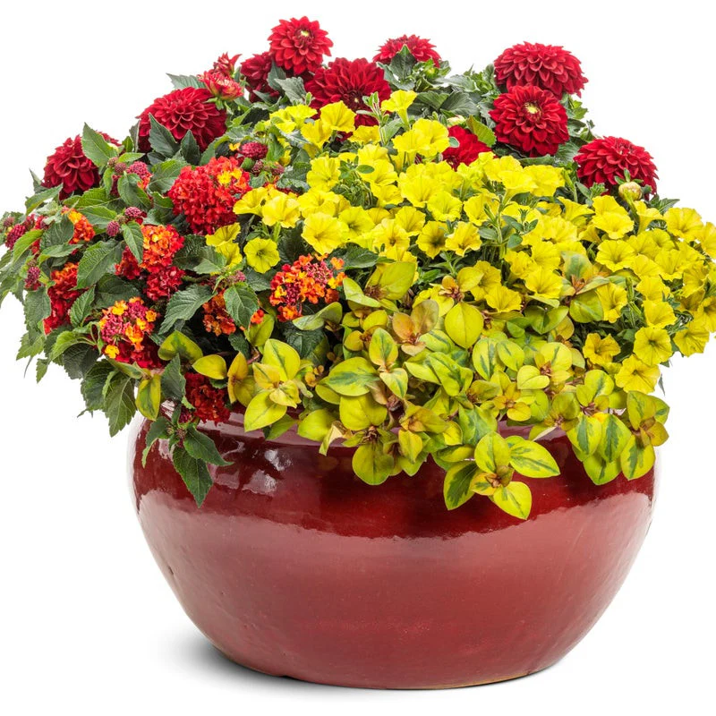 Virtuoso™ Classy Carmine™ Dahlia (Dahlia variabilis) - Image 5