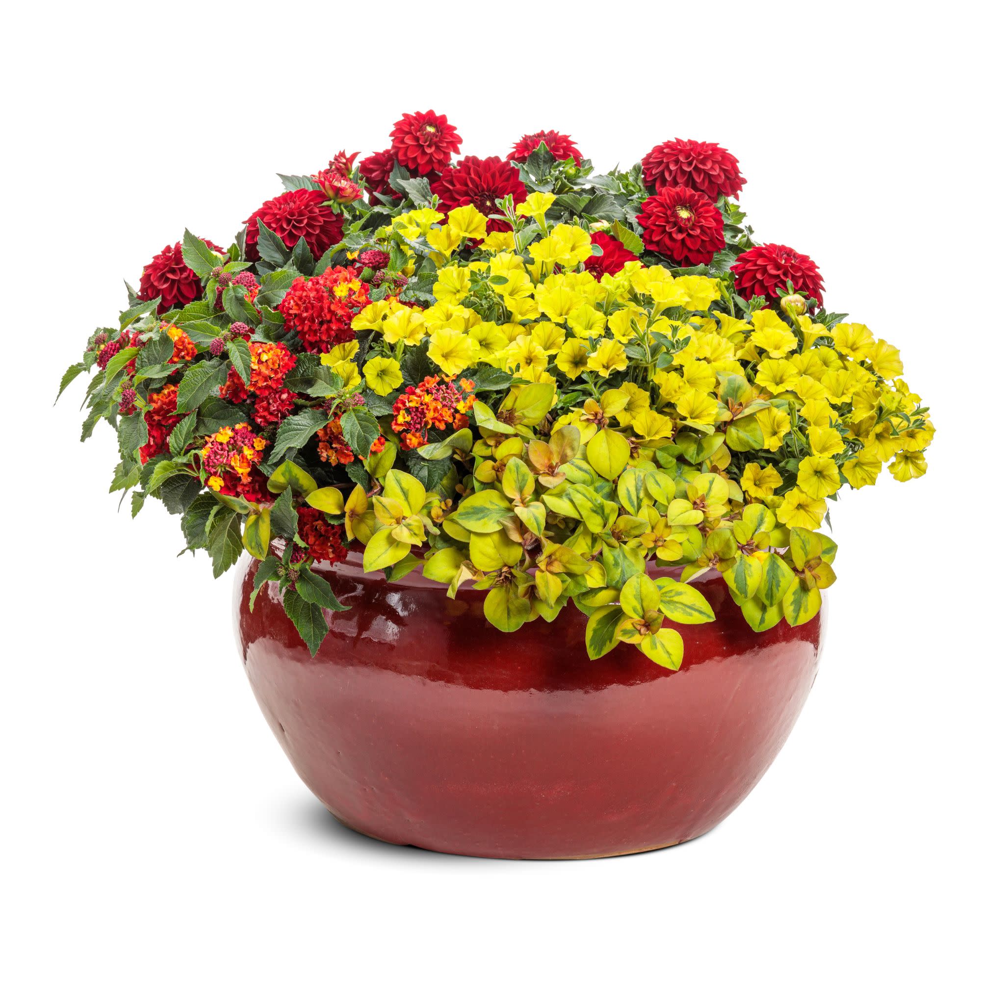 Virtuoso™ Classy Carmine™ Dahlia (Dahlia variabilis) - Image 7