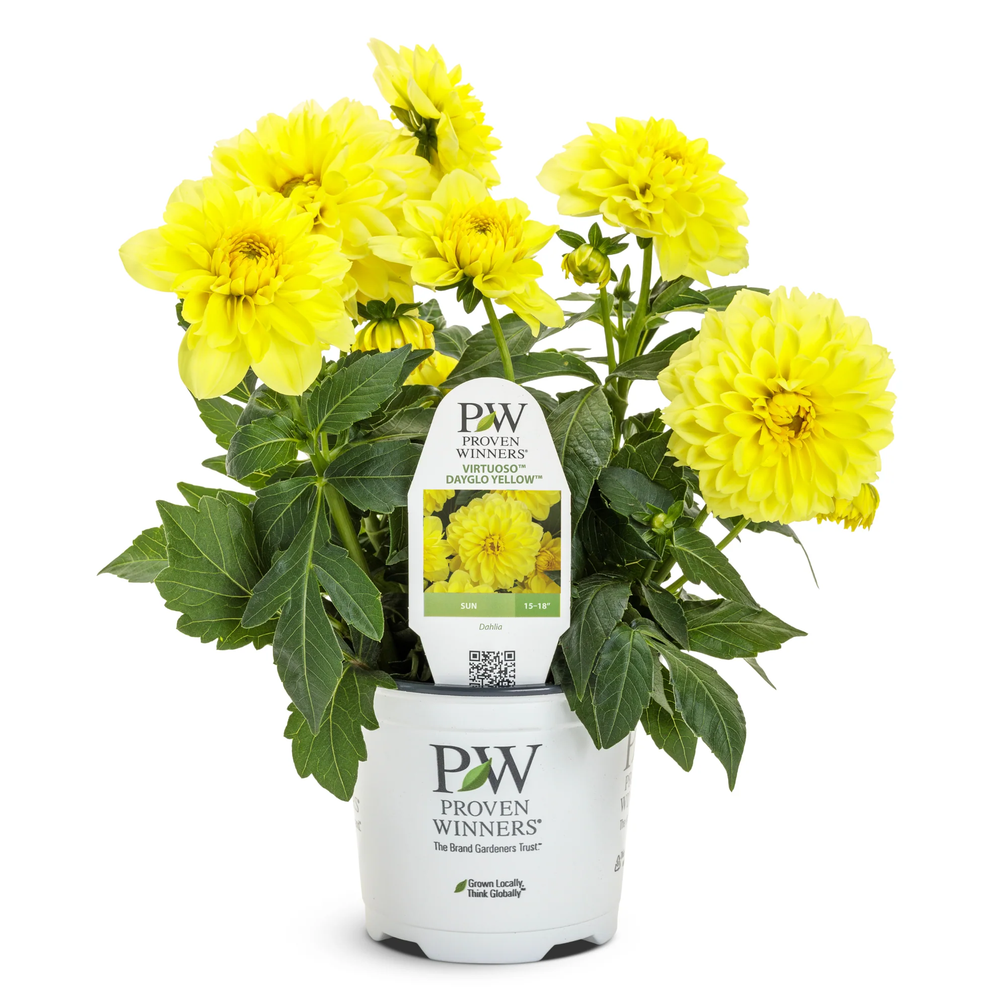 Limited Edition Royale™ | Virtuoso™ Dayglo Yellow™ Dahlia (Dahlia variabilis) - Image 2