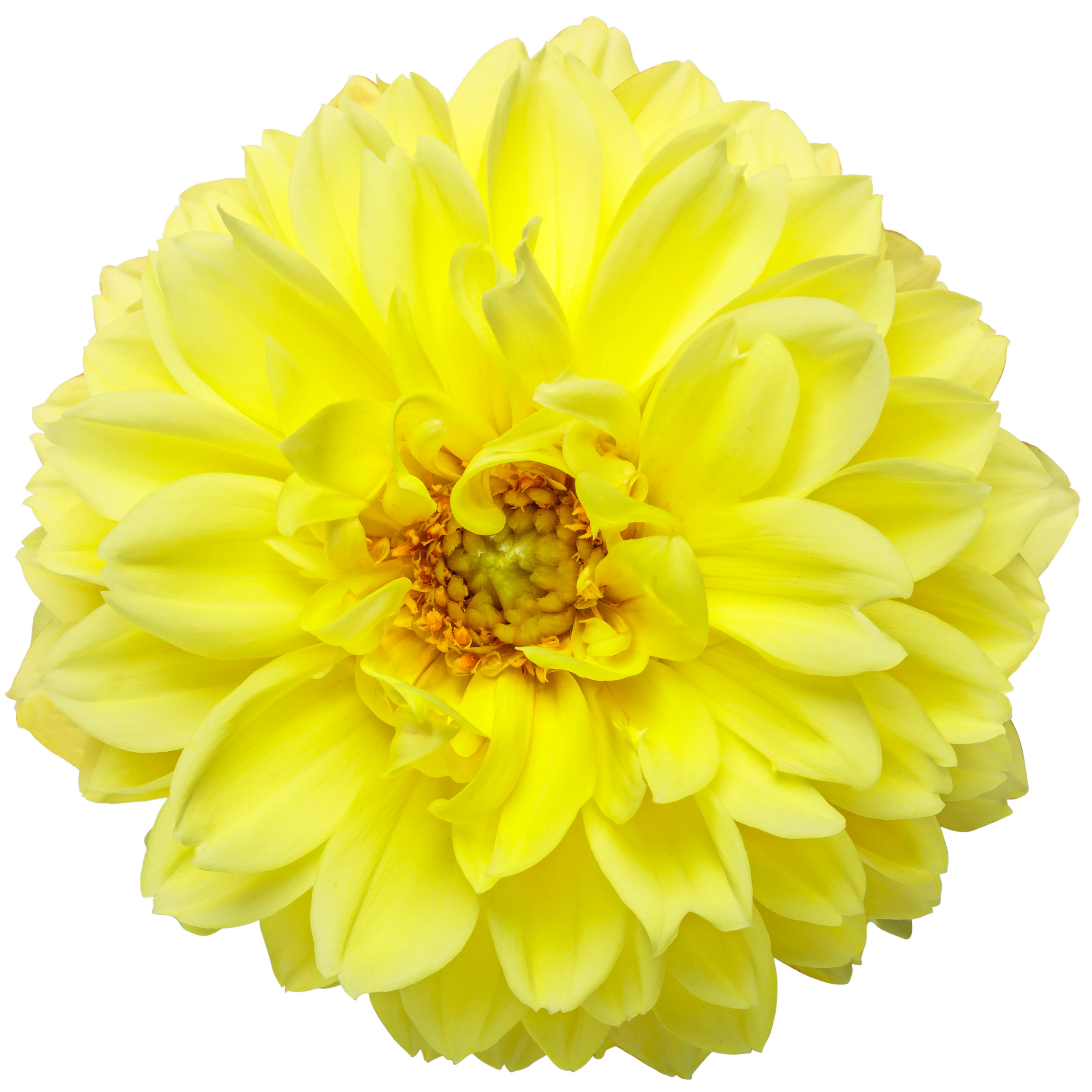 Virtuoso™ Dayglo Yellow™ Dahlia (Dahlia variabilis) - Image 7