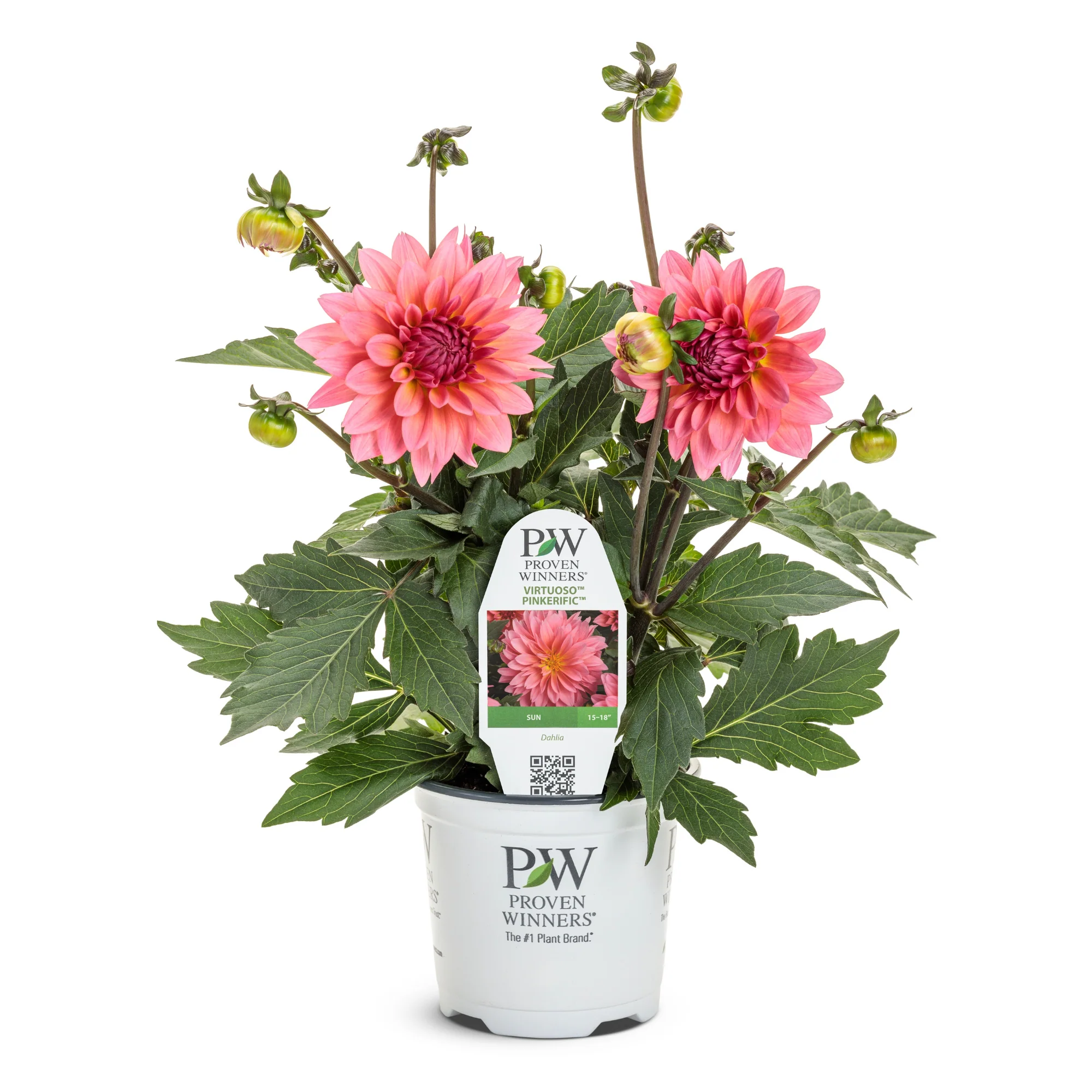 Limited Edition Royale™ | Virtuoso™ Pinkerific™ Dahlia (Dahlia variabilis) - Image 2