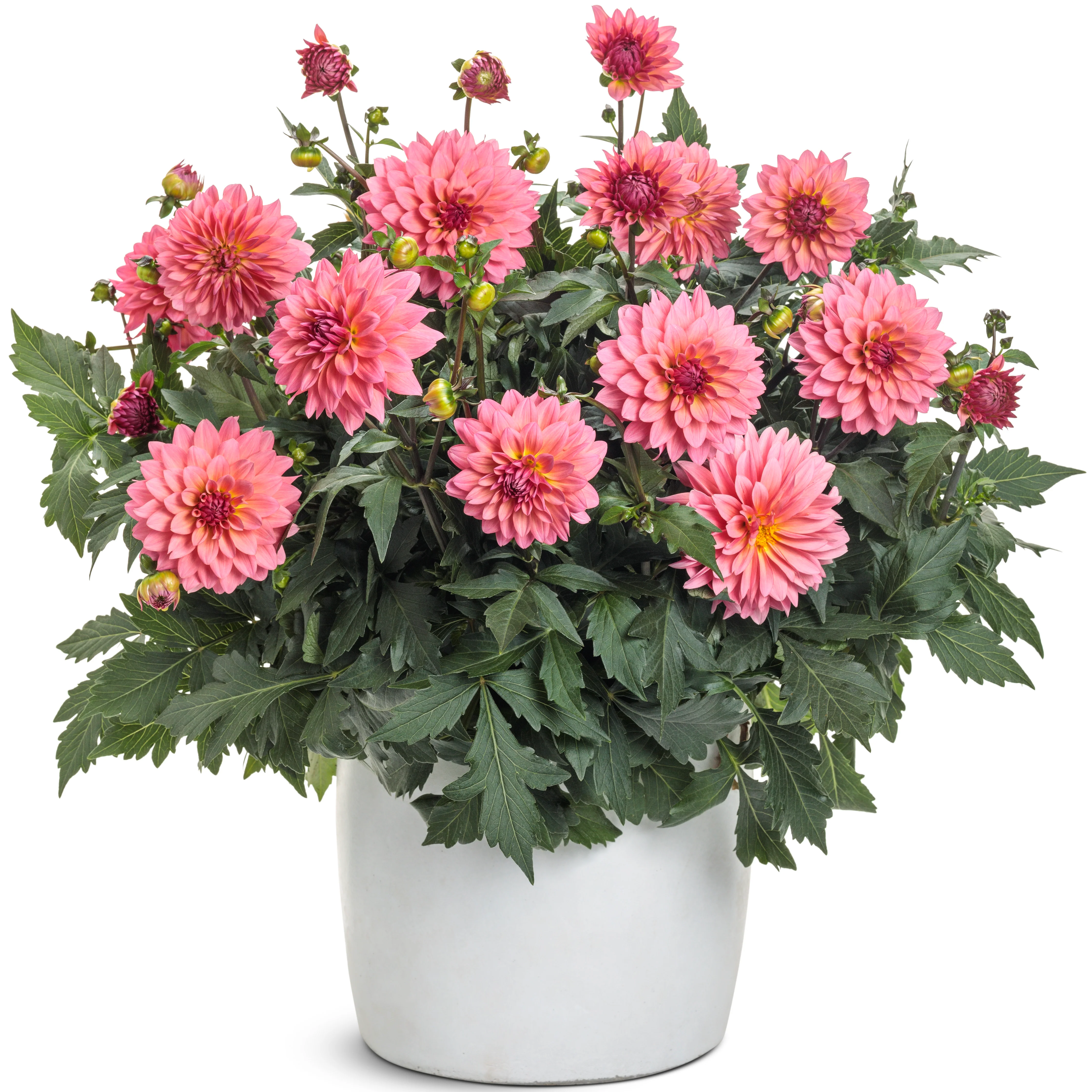 Virtuoso™ Pinkerific™ Dahlia (Dahlia variabilis) - Image 4