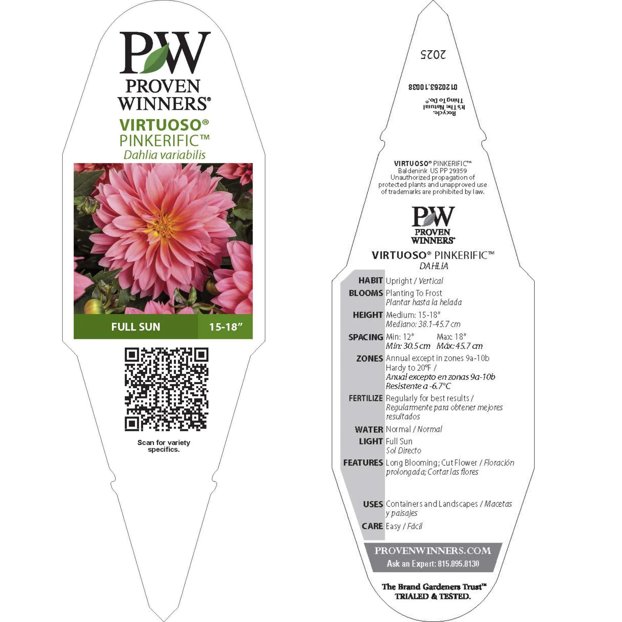 Virtuoso™ Pinkerific™ Dahlia (Dahlia variabilis) - Image 8