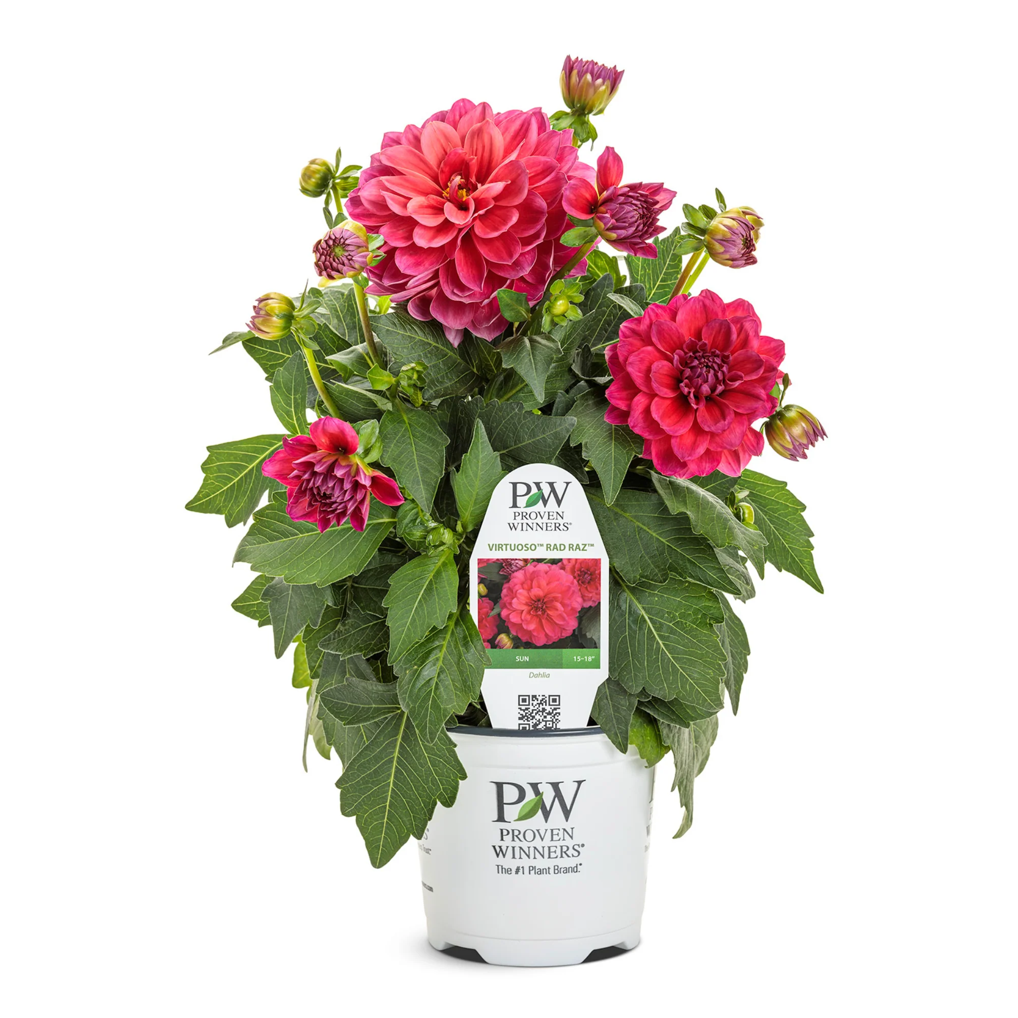 Limited Edition Royale™ | Virtuoso™ Rad Raz® Dahlia (Dahlia variabilis) - Image 2