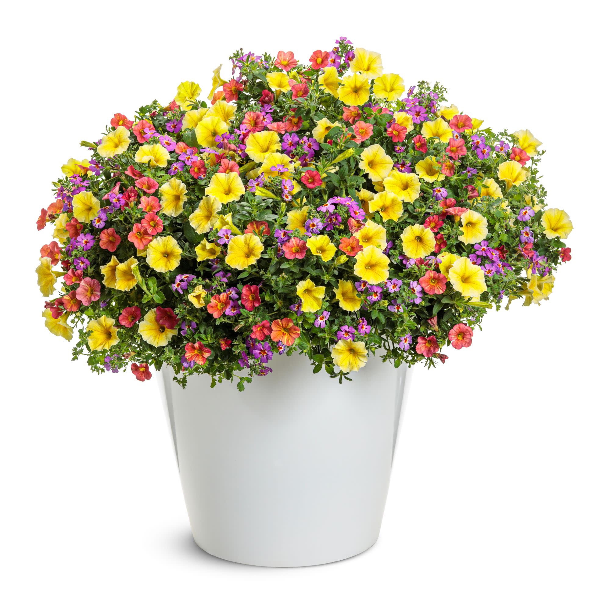 Safari® Dusk South African Phlox (Jamesbrittenia hybrid) - Image 7