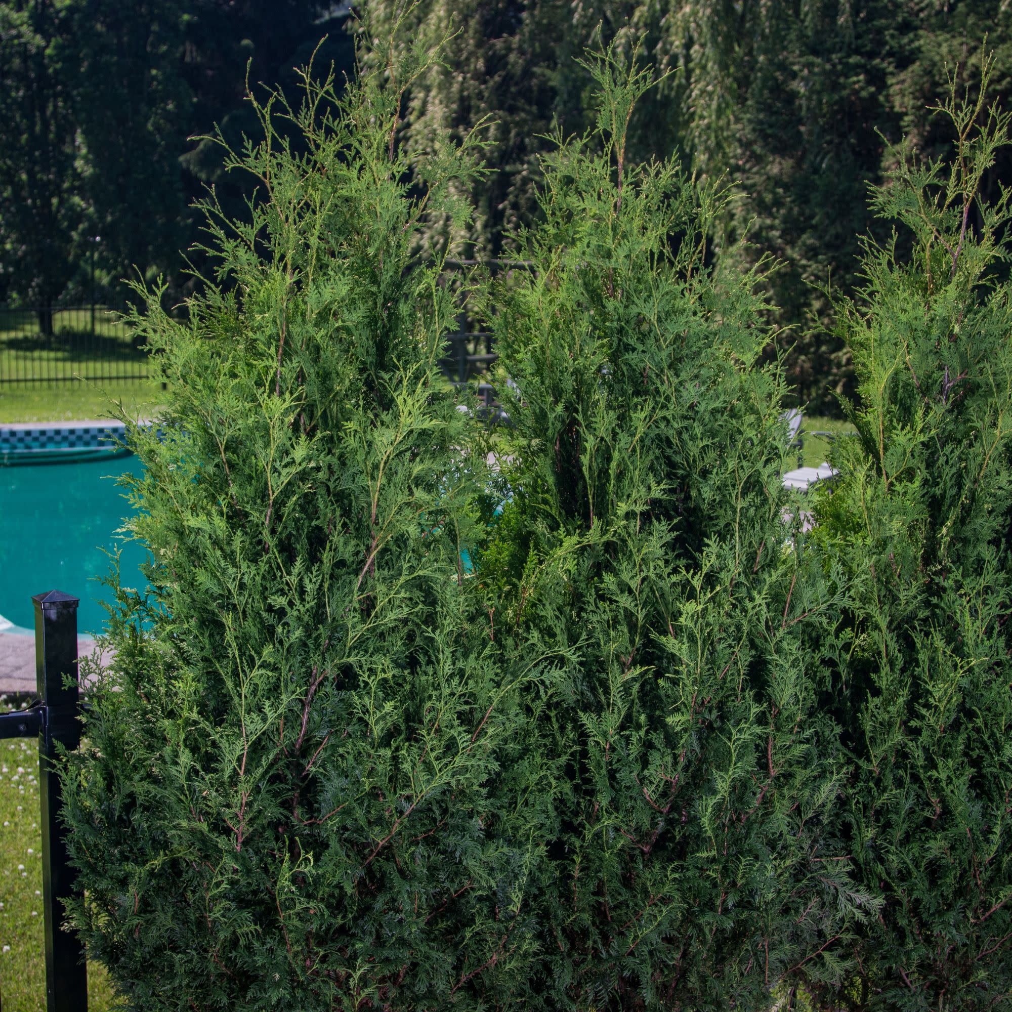 Sasquatch™ Dark Green Arborvitae (Thuja occidentalis) | Proven Winners® New Variety 2027 - Image 3