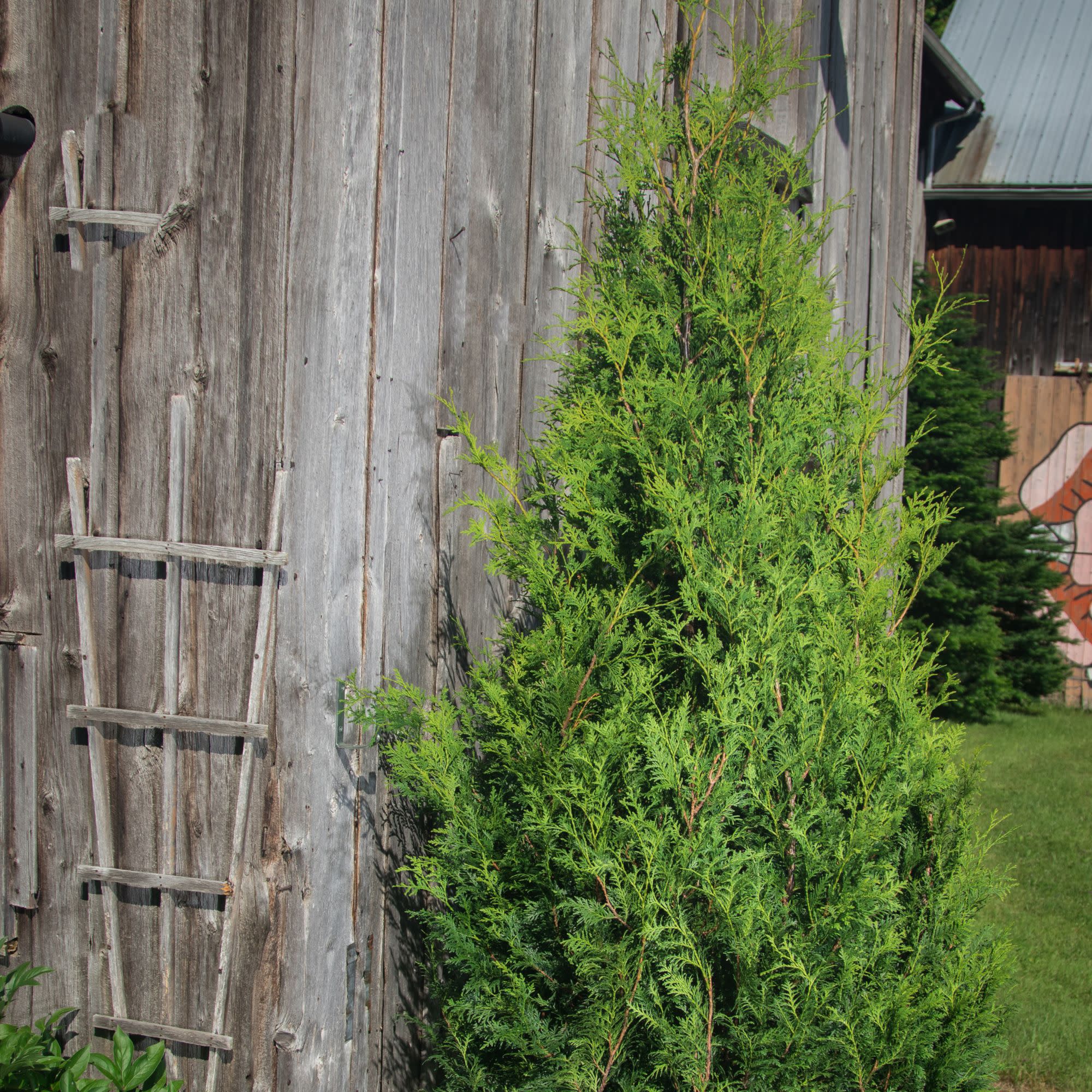 Sasquatch™ Dark Green Arborvitae (Thuja occidentalis) | Proven Winners® New Variety 2027 - Image 4